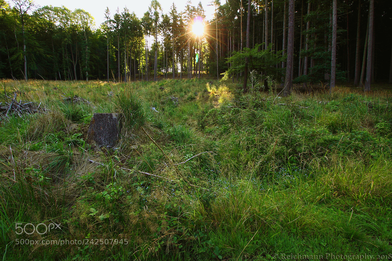 Canon EOS 50D sample photo. The clearing photography