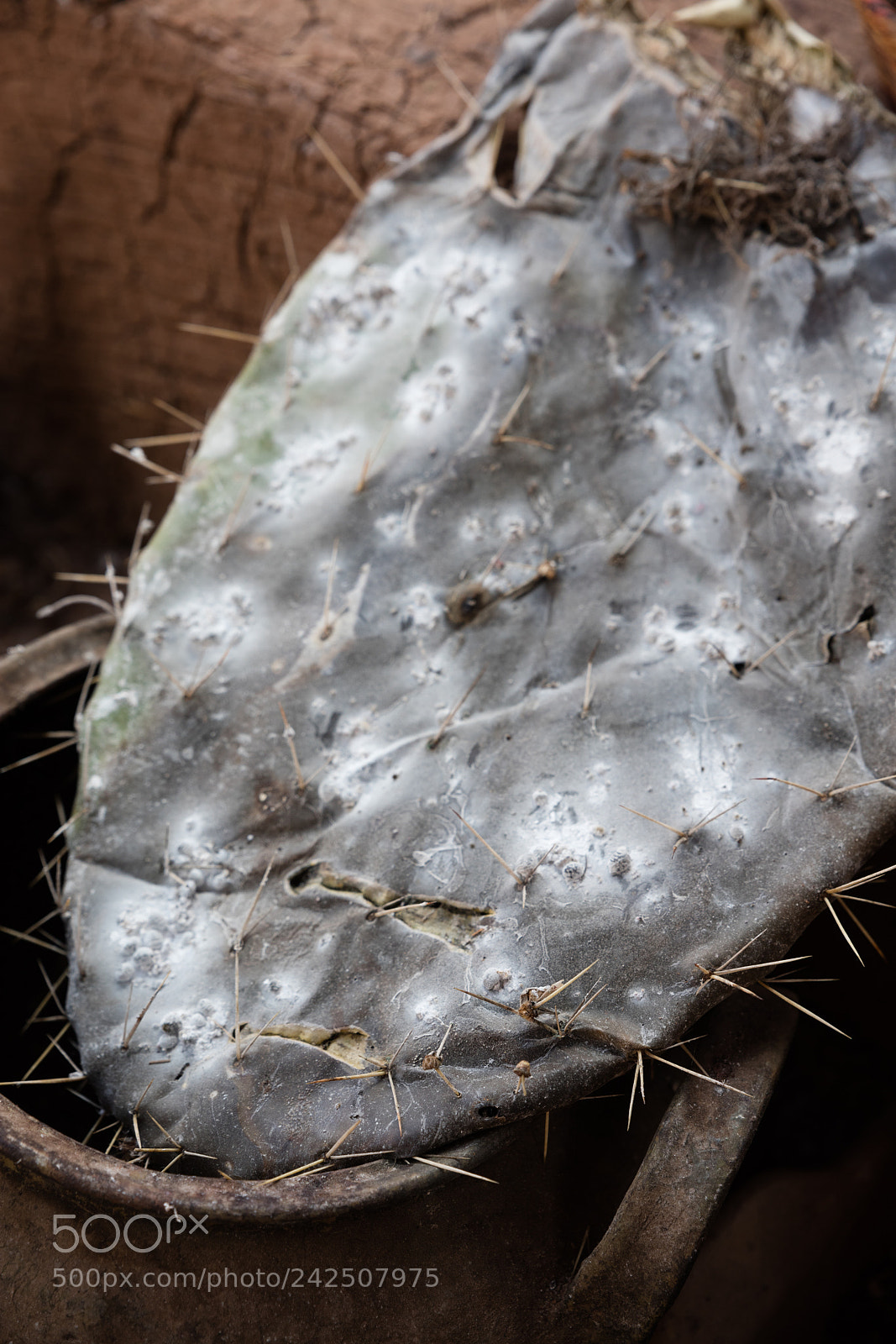 Canon EOS 5DS R sample photo. Cottony cushion scale photography