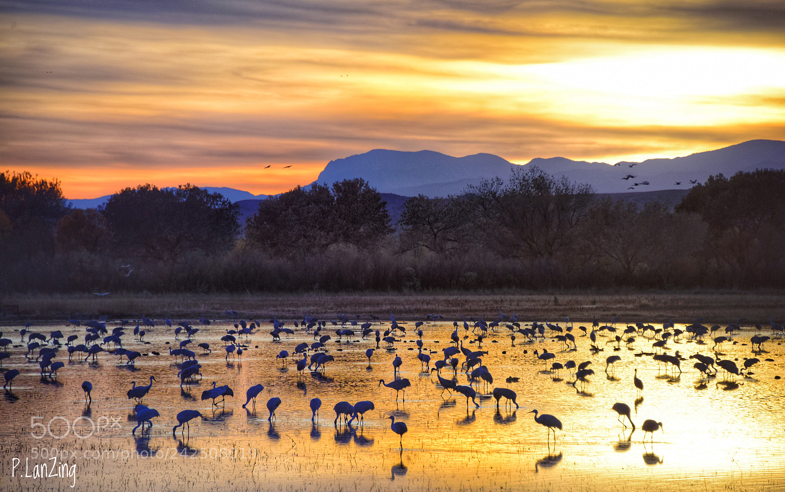 Nikon D810 sample photo. Birdland sunset glow photography