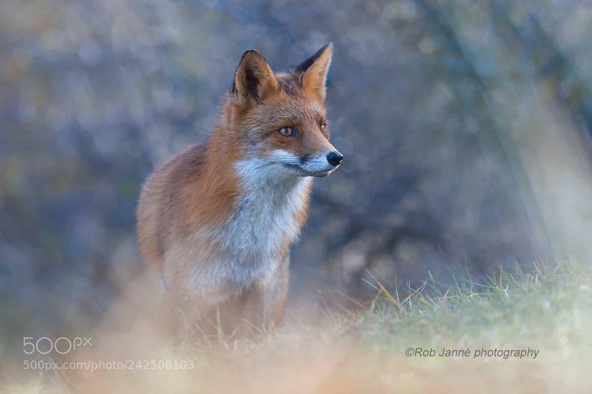 Nikon D4S sample photo. Red fox photography