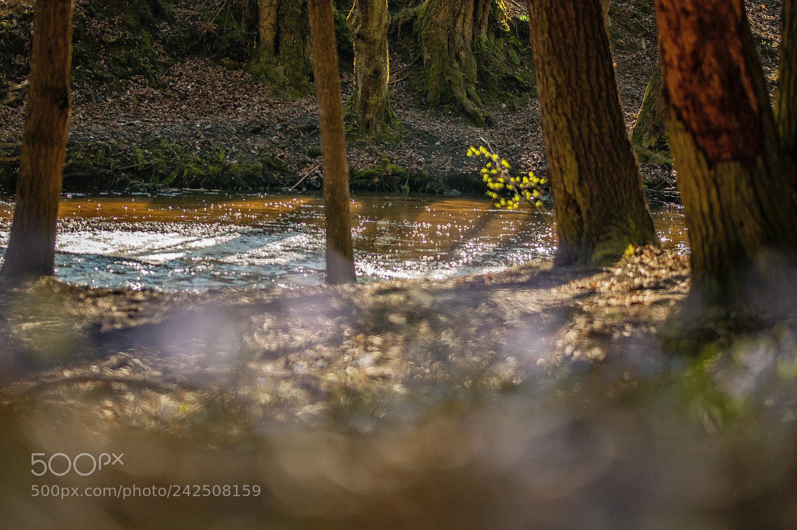 Nikon D300S sample photo. Wild river photography