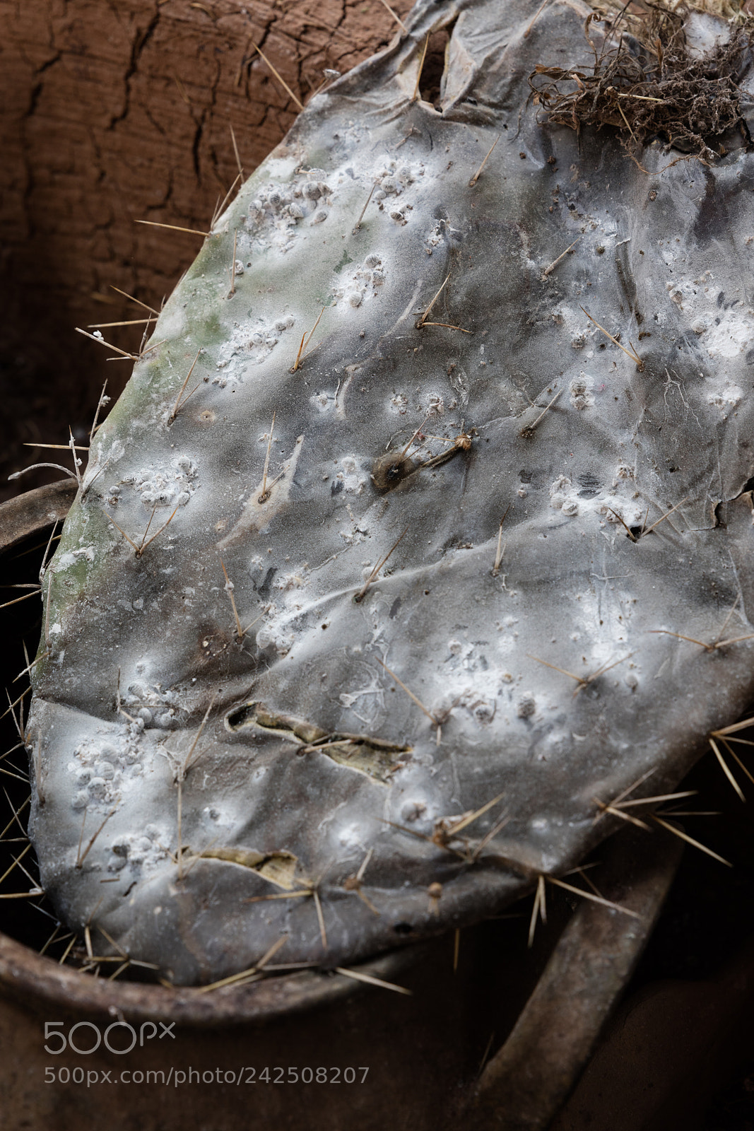 Canon EOS 5DS R sample photo. Cottony cushion scale photography