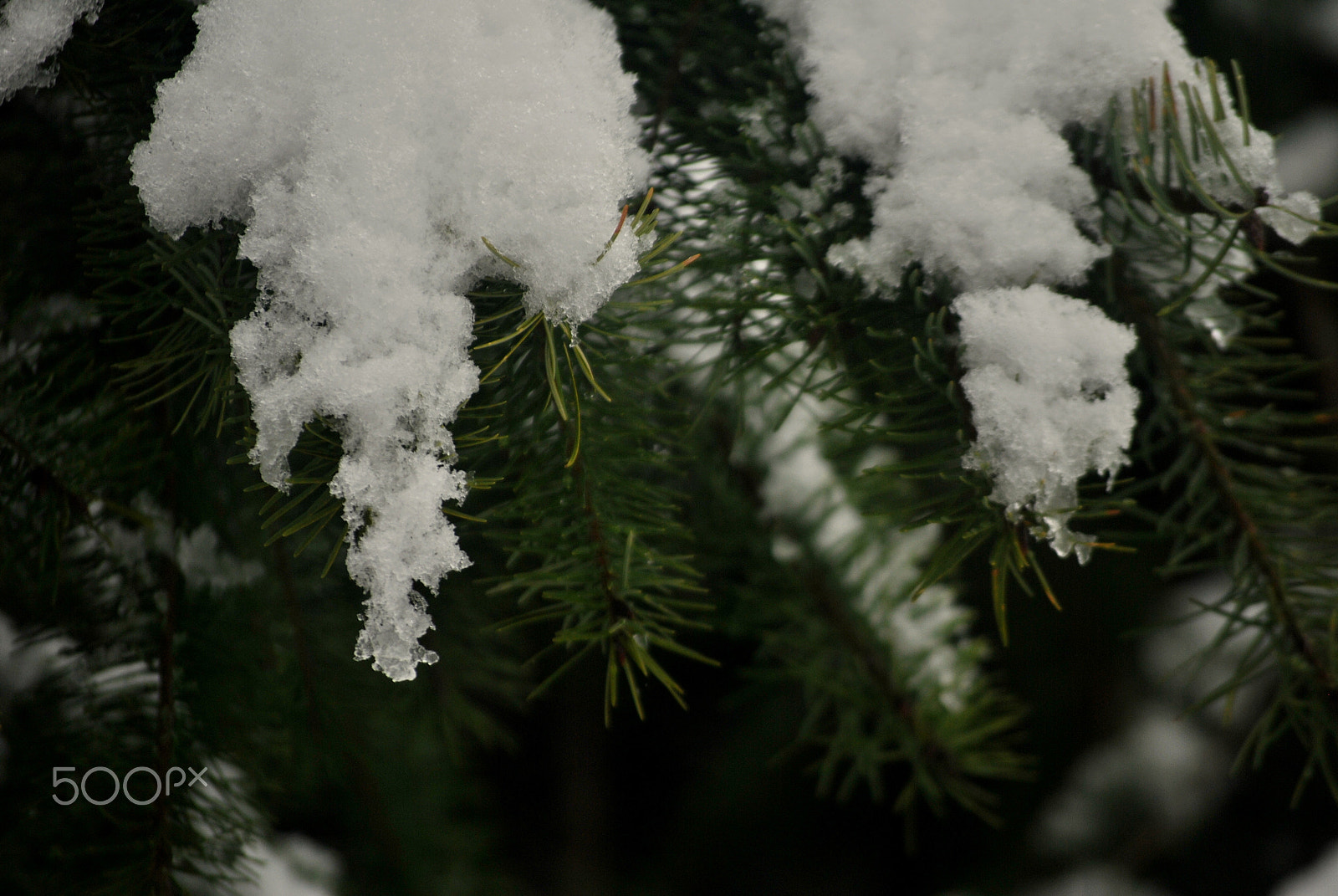Nikon D3000 sample photo. Green and white photography