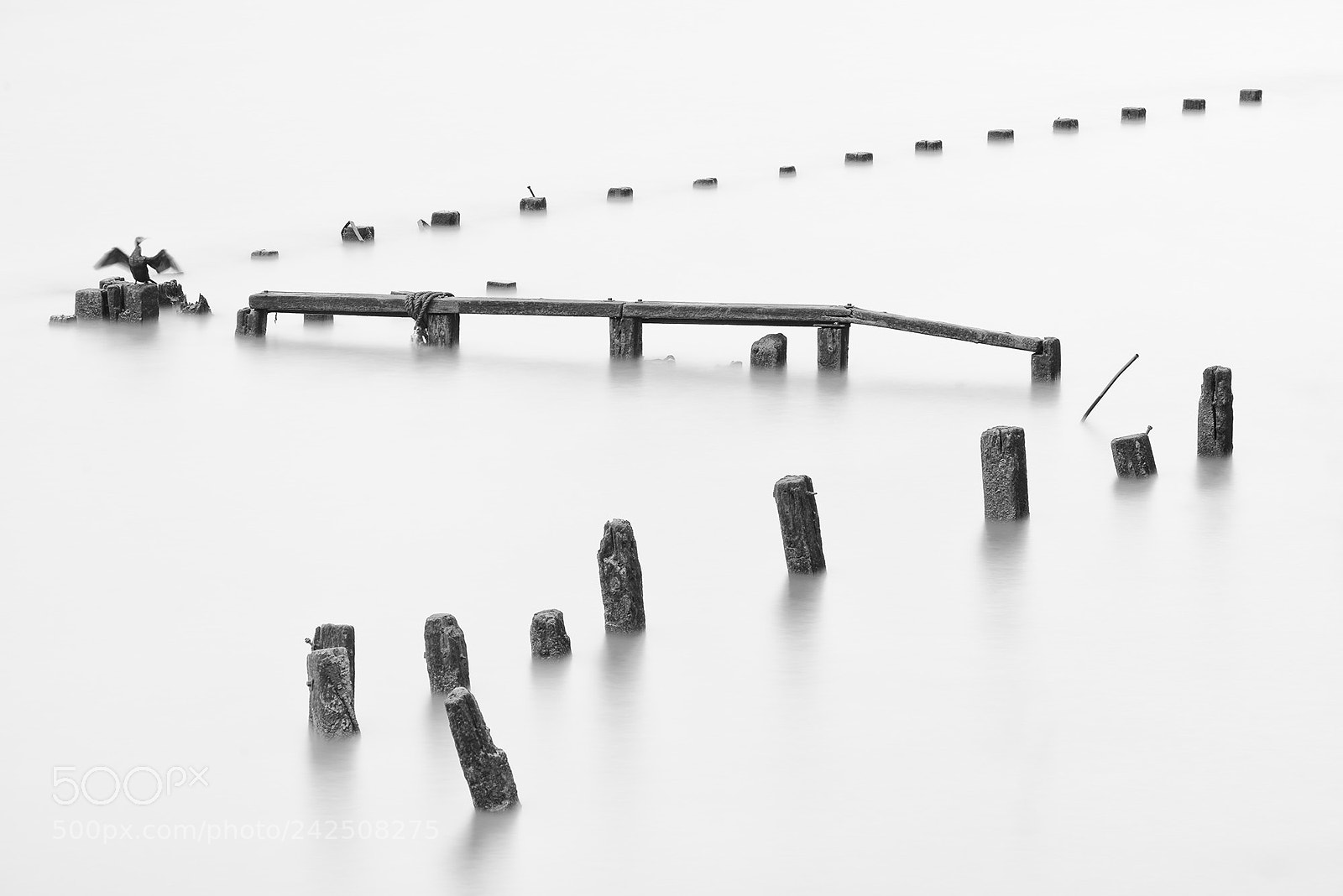 Nikon D810 sample photo. Long exposure with cormorant photography