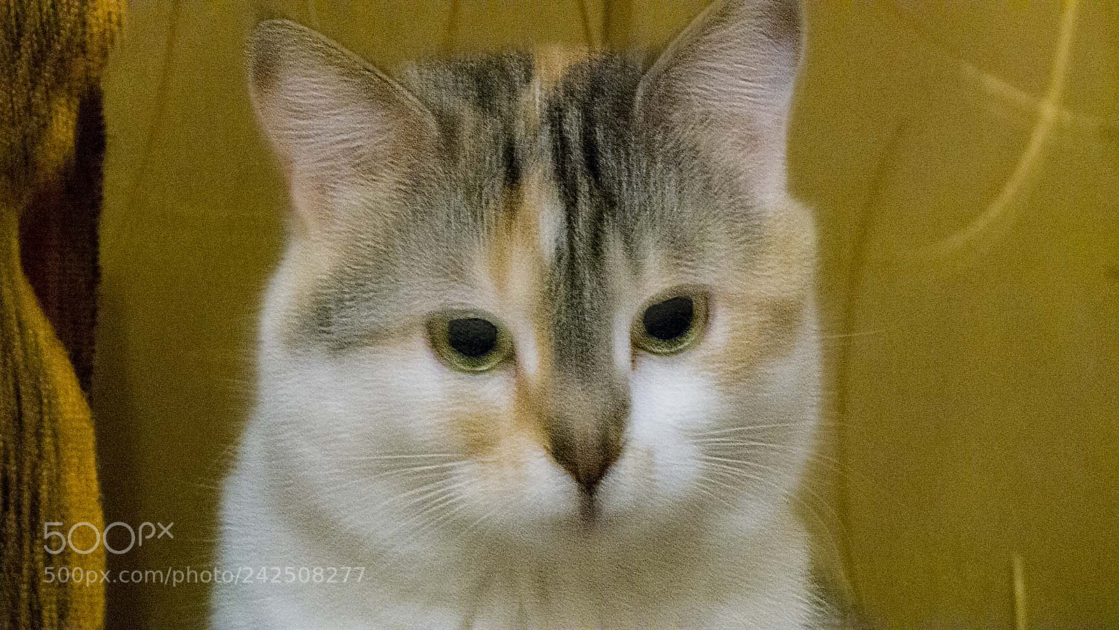 Panasonic Lumix DMC-FZ100 sample photo. 16.jpg photography