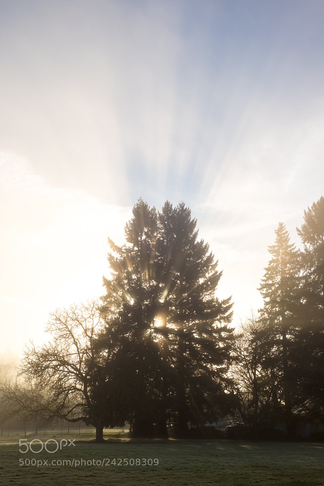 Nikon D800 sample photo. Sun and fog photography