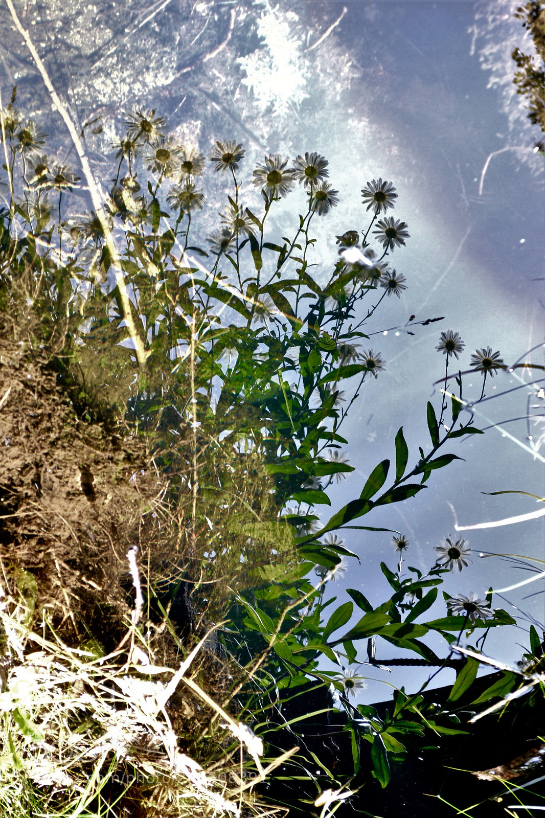 Nikon D3100 sample photo. Reflejo de color photography