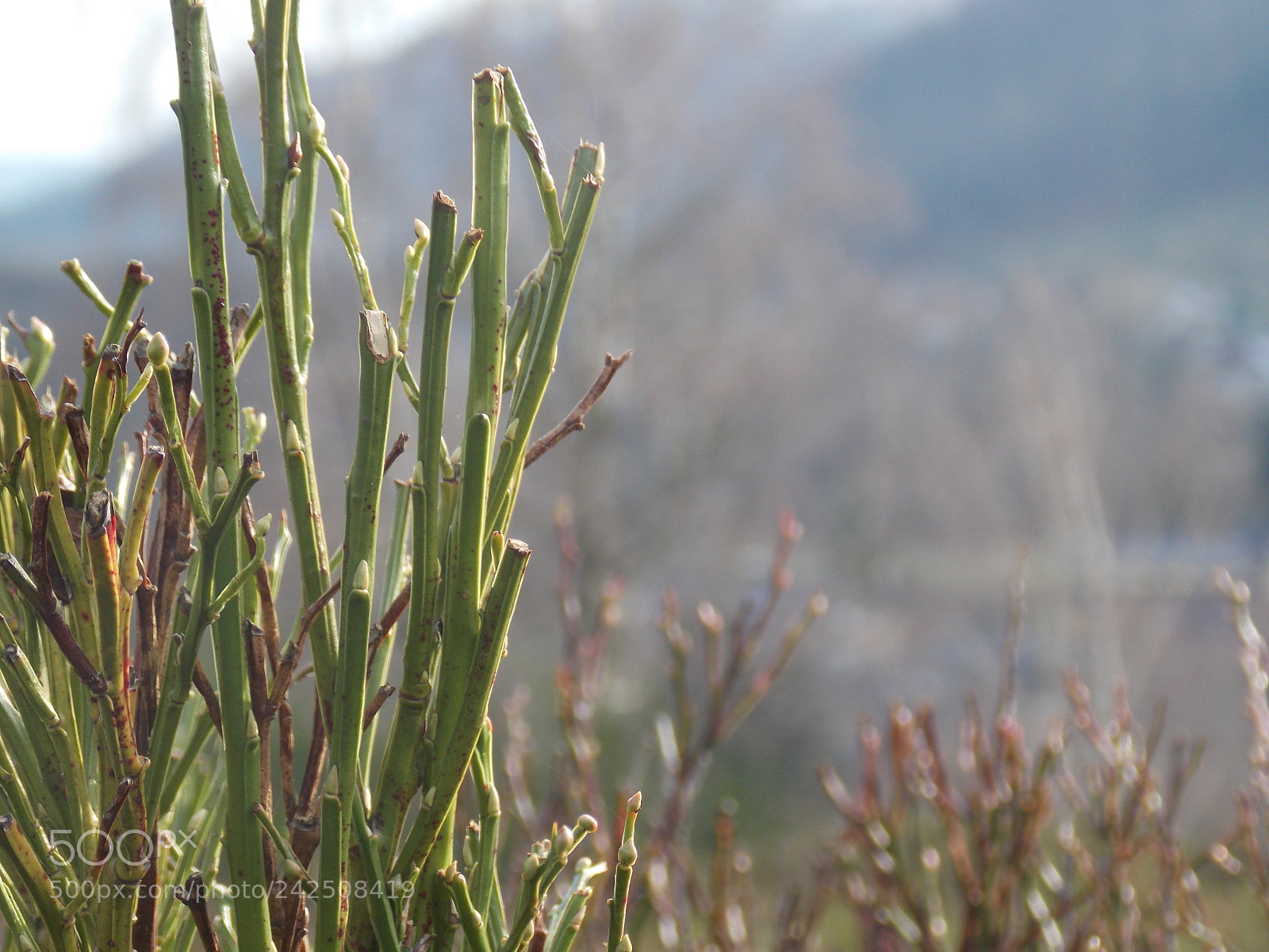 Nikon Coolpix L810 sample photo. Natur photography