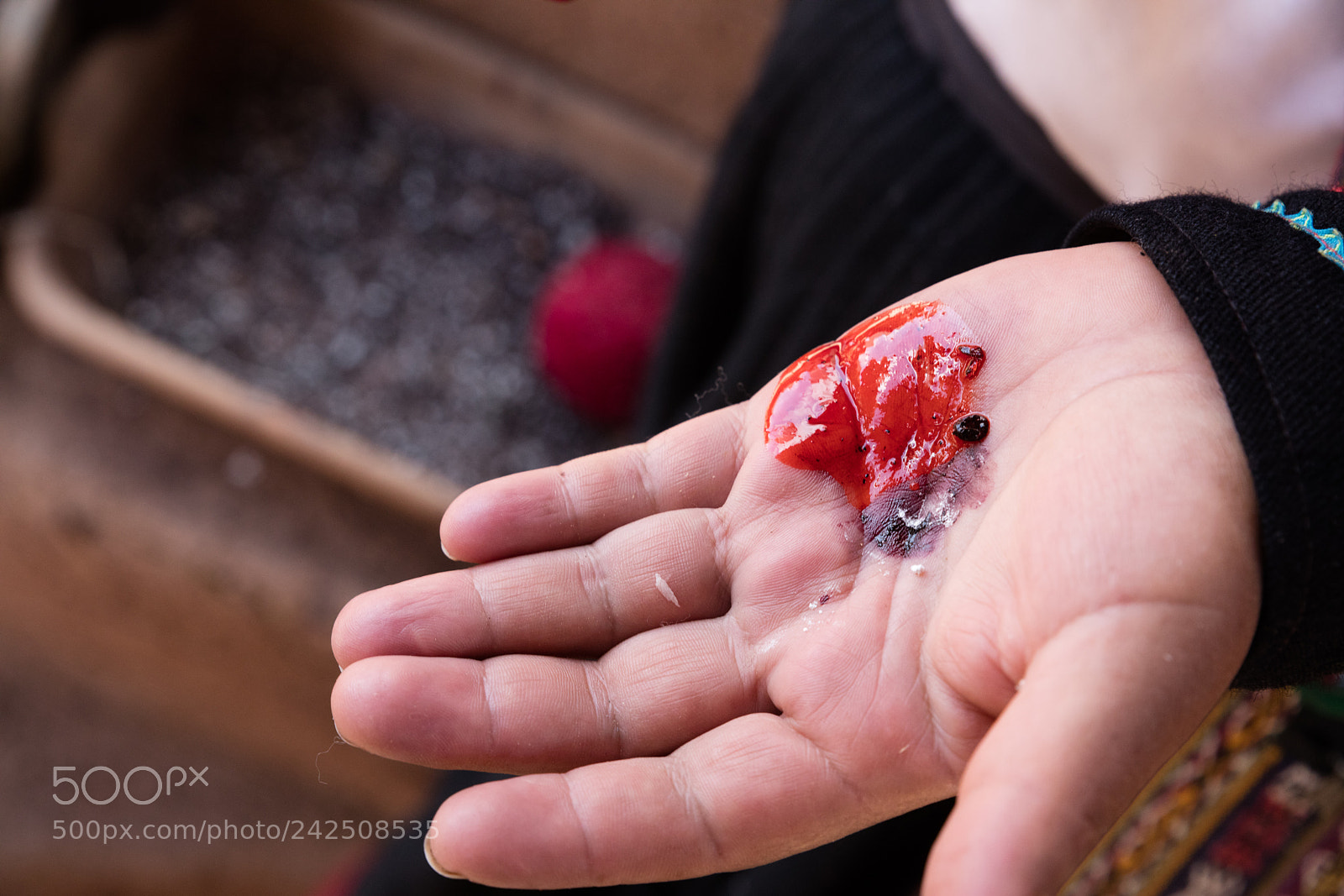 Canon EOS 5DS R sample photo. Cottony cushion scale photography