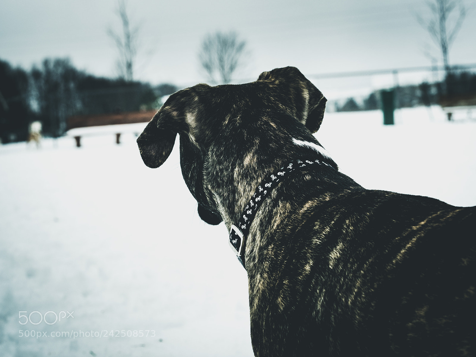 Olympus OM-D E-M5 II sample photo. Woodrow in the snow photography