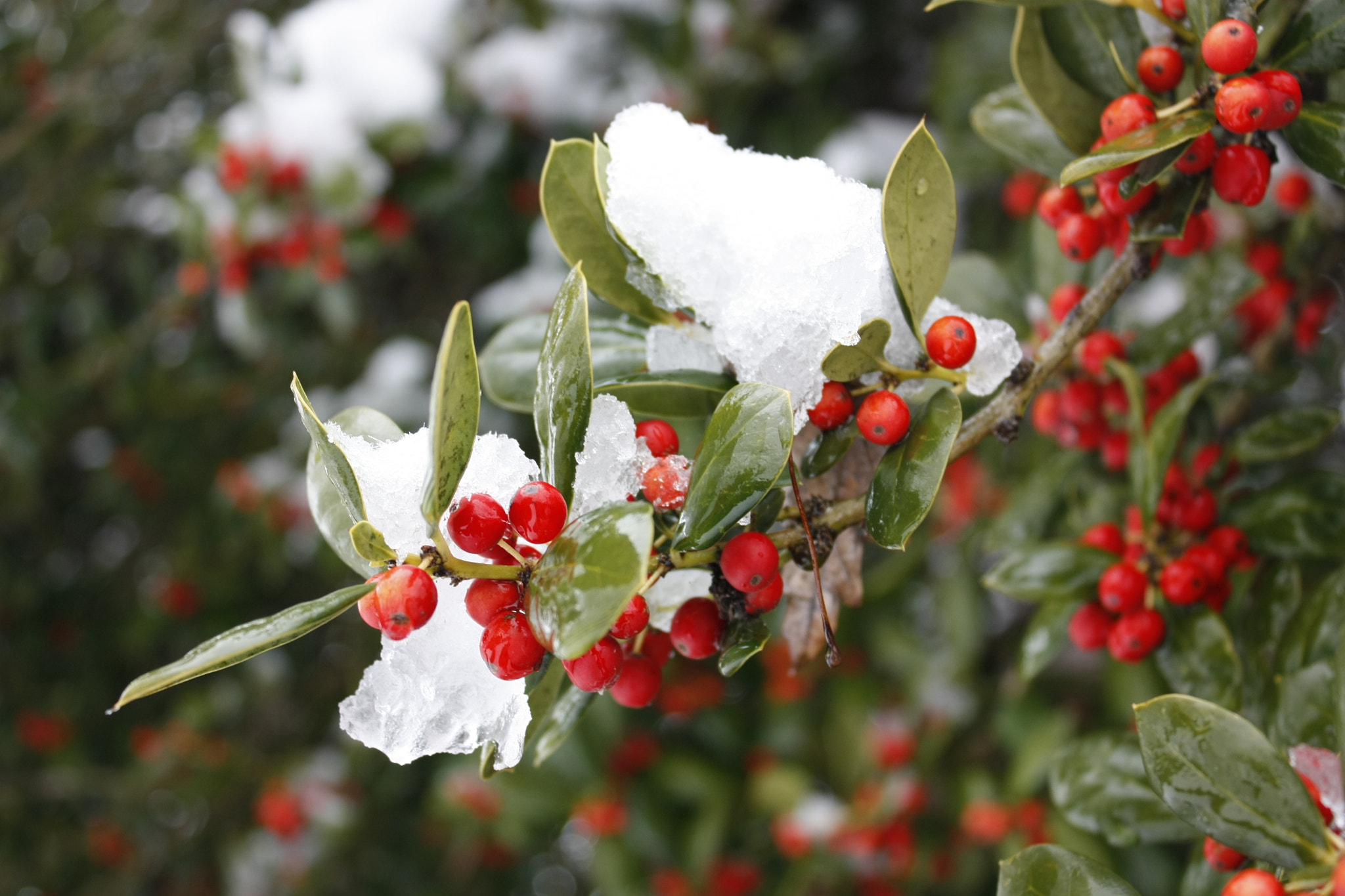 Canon EOS 450D (EOS Rebel XSi / EOS Kiss X2) sample photo. Holly bush snow in texas photography