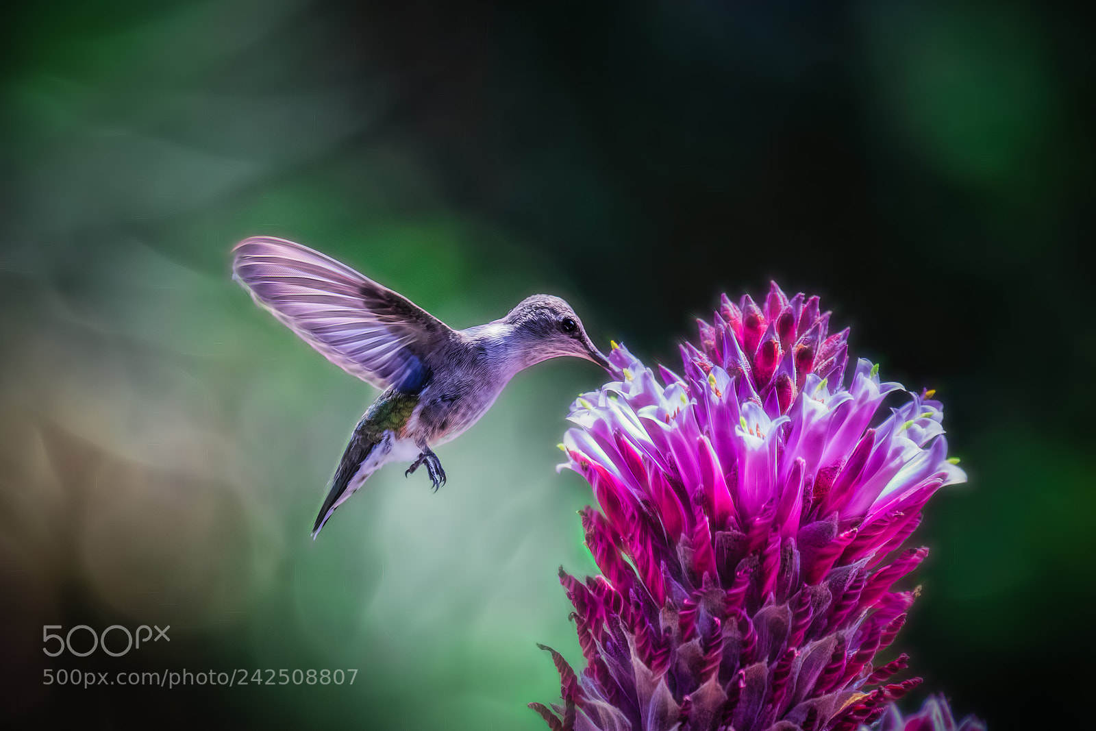Canon EOS-1D X Mark II sample photo. Hummingbird diaries (107) photography