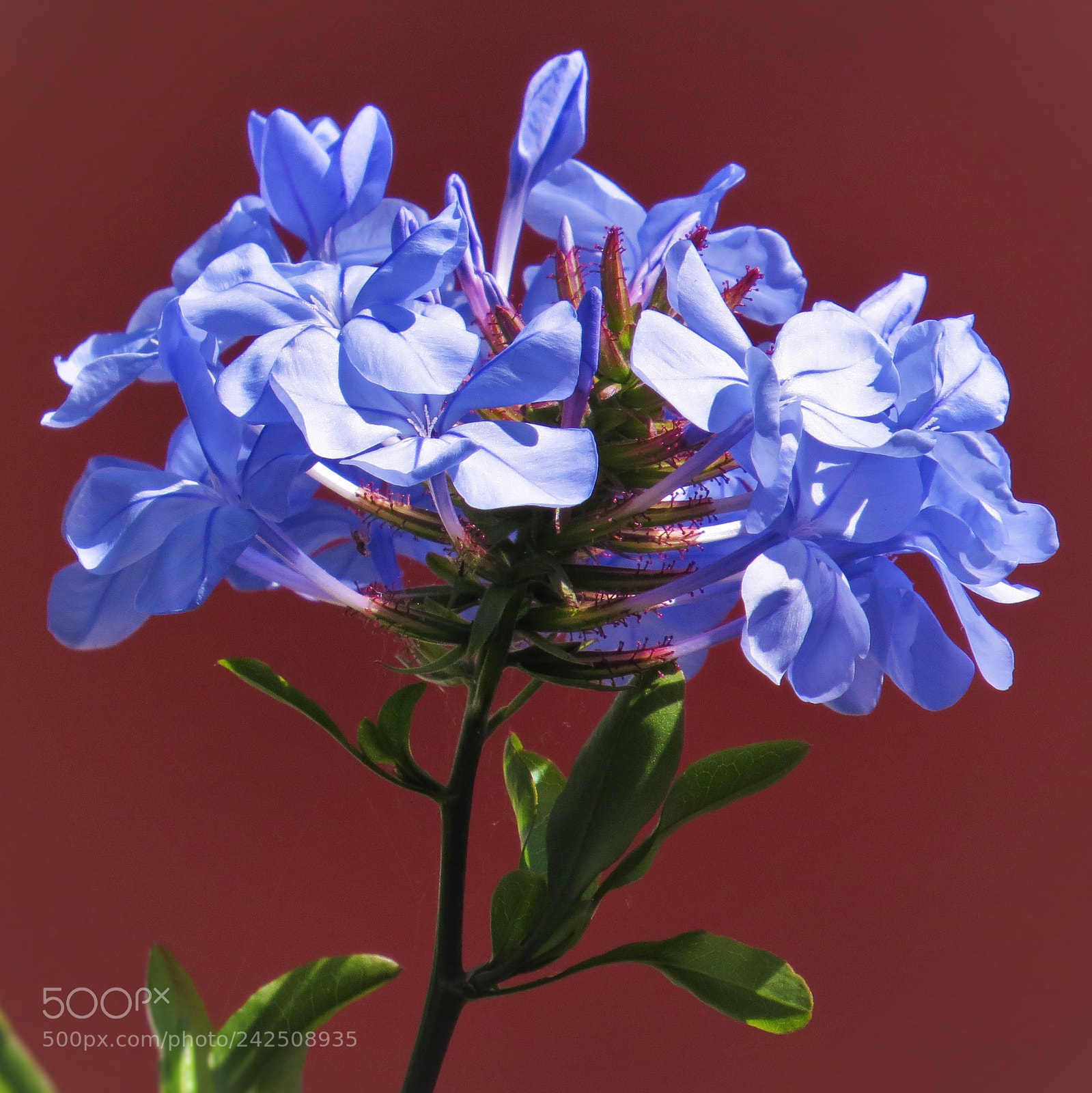 Canon PowerShot SX50 HS sample photo. Pretty blue blossoms () photography