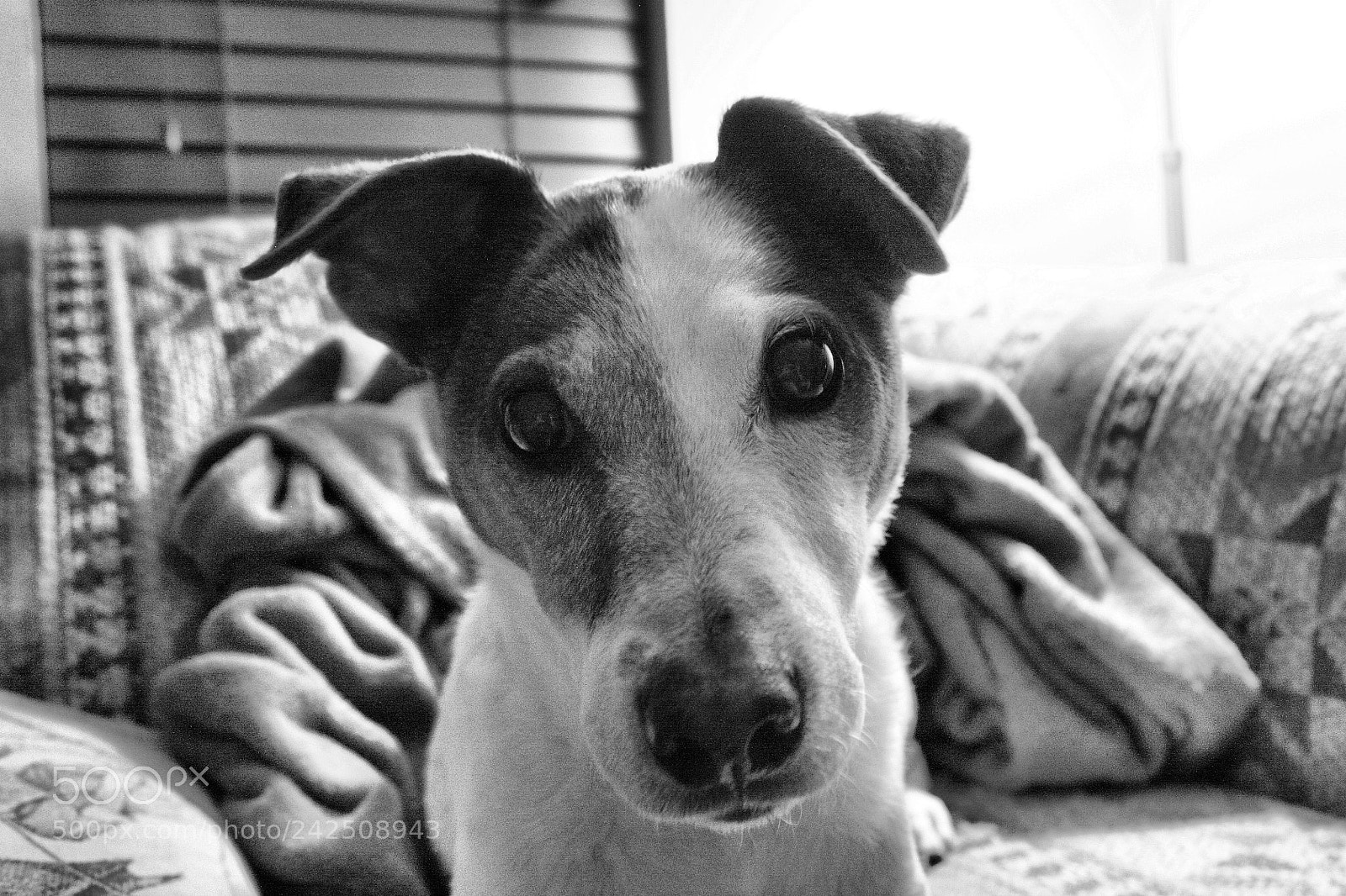 Canon EOS 450D (EOS Rebel XSi / EOS Kiss X2) sample photo. Posing for a treat photography