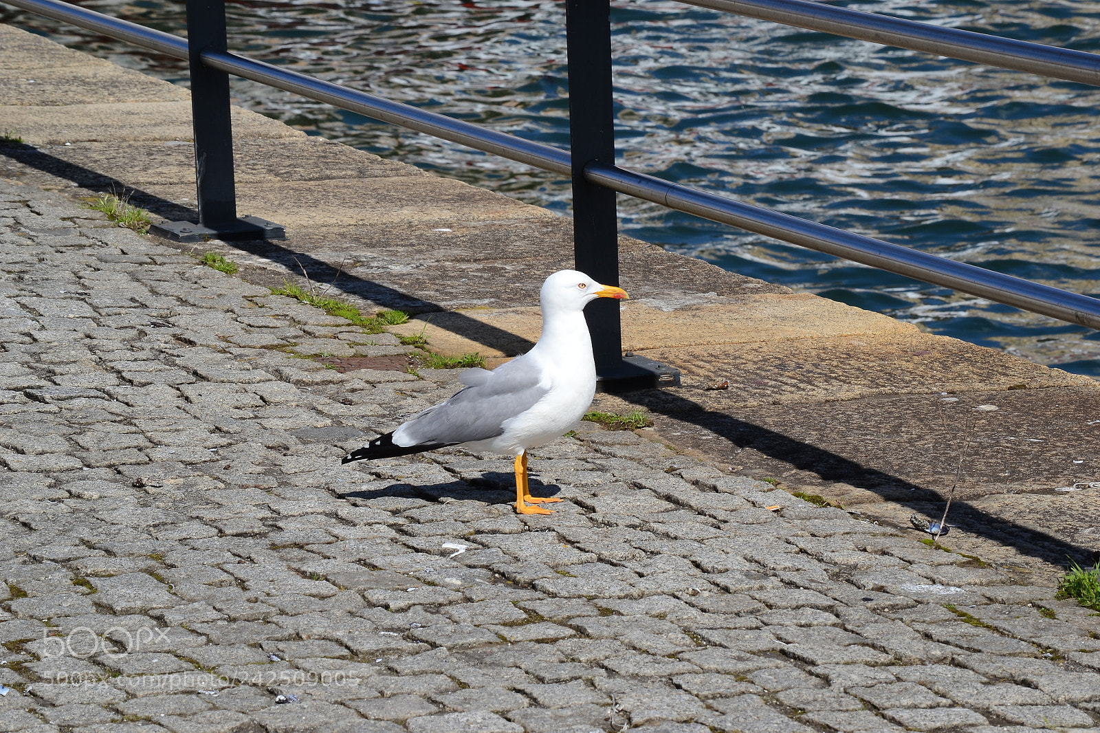 Nikon D3100 sample photo. Bird looking for food photography