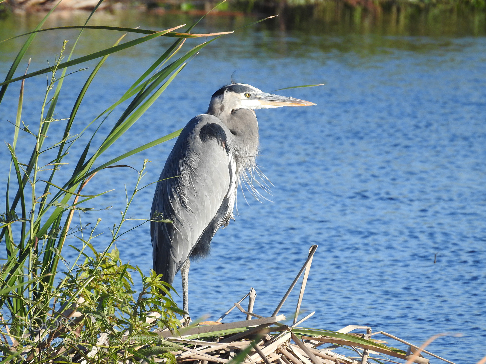 Nikon Coolpix P900 sample photo. Great blue heron photography