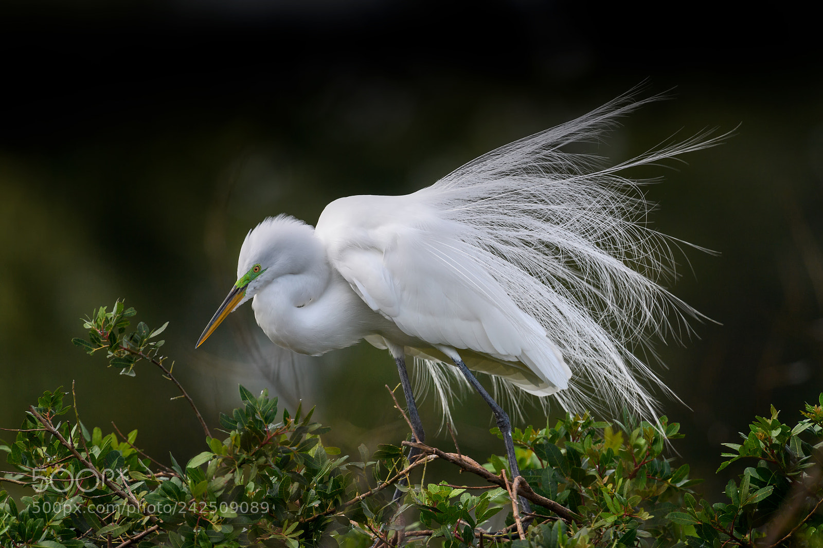 Nikon D5 sample photo. Great egret ardea alba photography