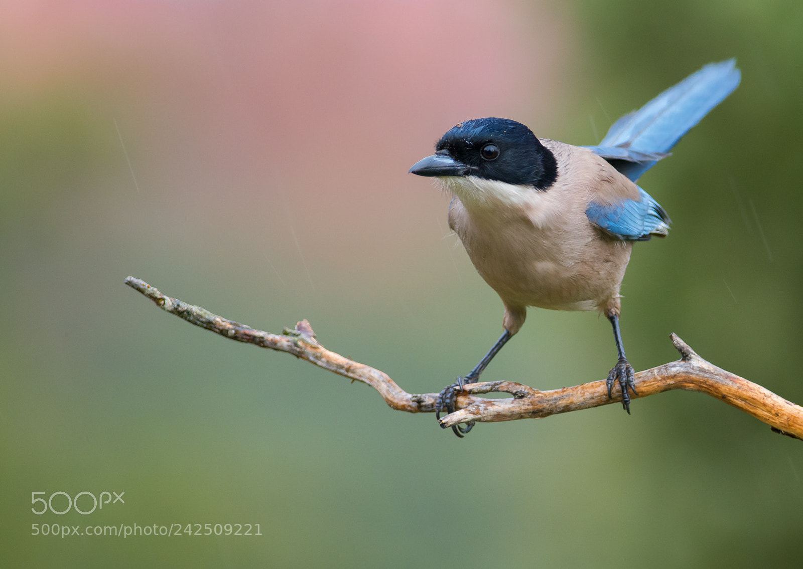 Nikon D7100 sample photo. Iberian azure-winged magpie photography