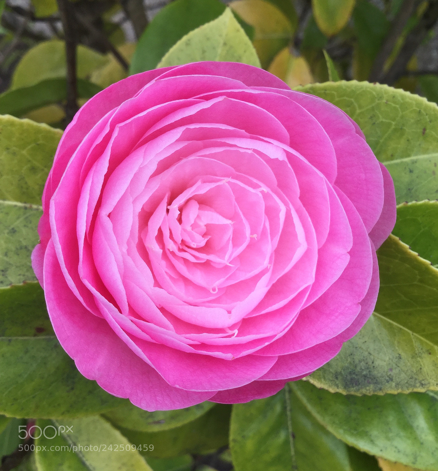 Apple iPod touch sample photo. Pink camellia ii photography