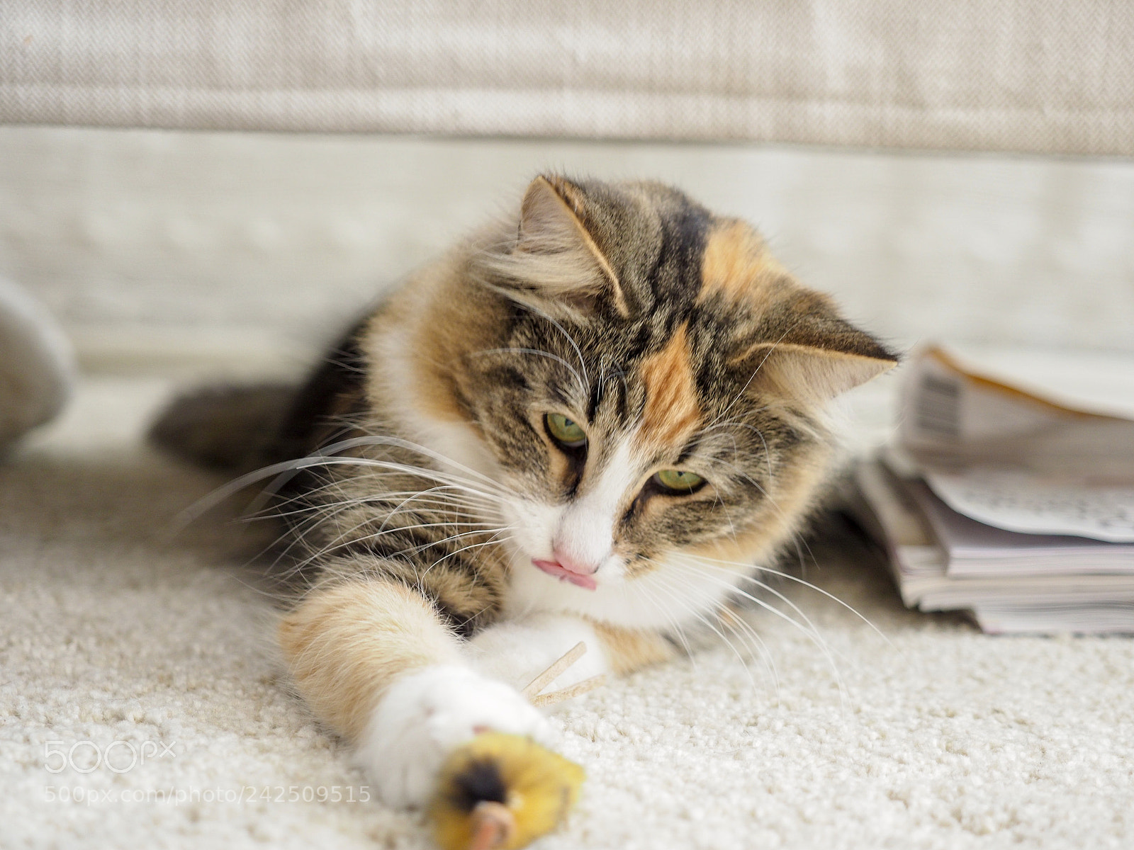 Olympus OM-D E-M1 Mark II sample photo. Isabelle the norwegian forest photography