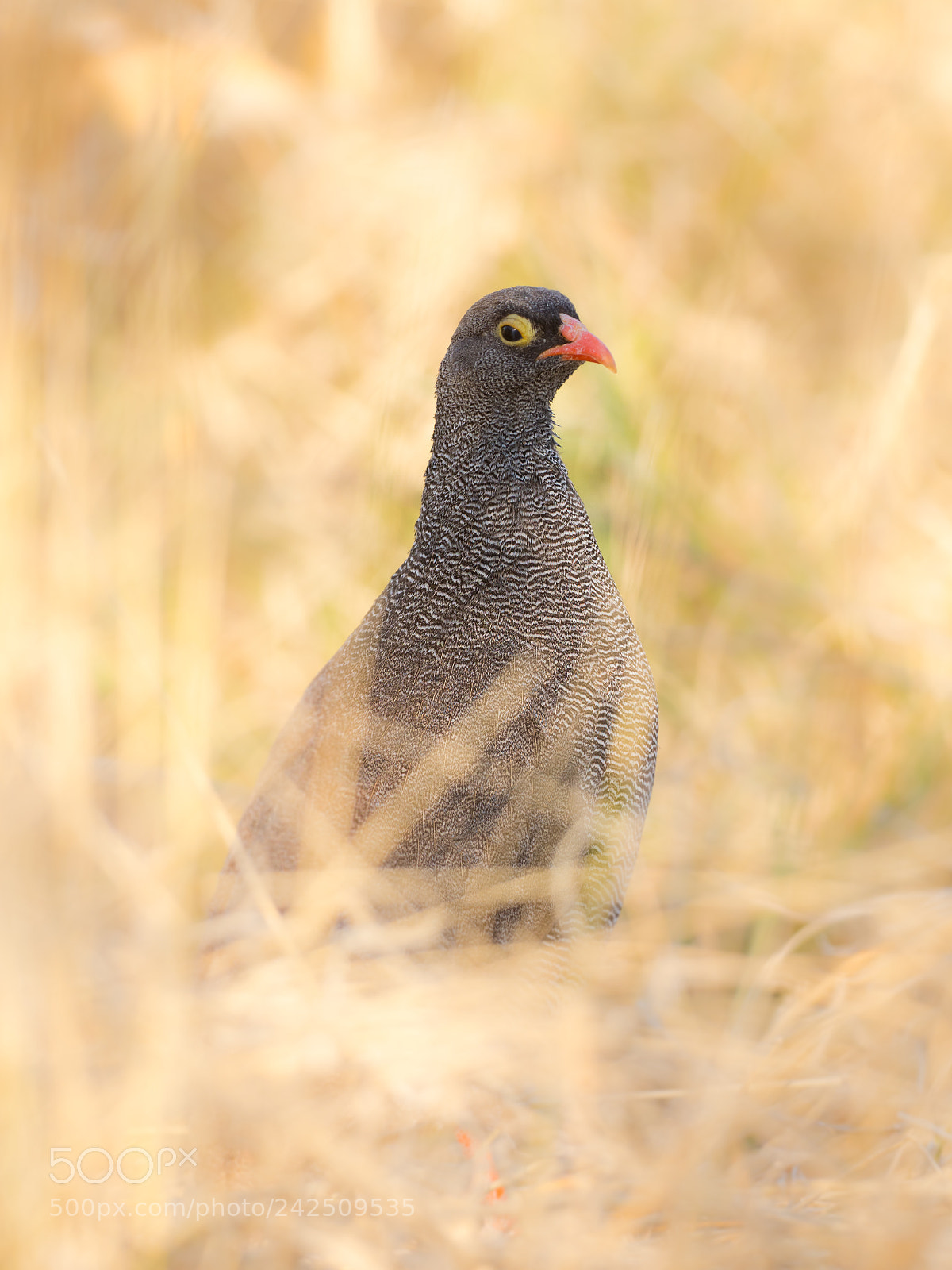 Olympus OM-D E-M1 Mark II sample photo. Red-billed spurfowl photography