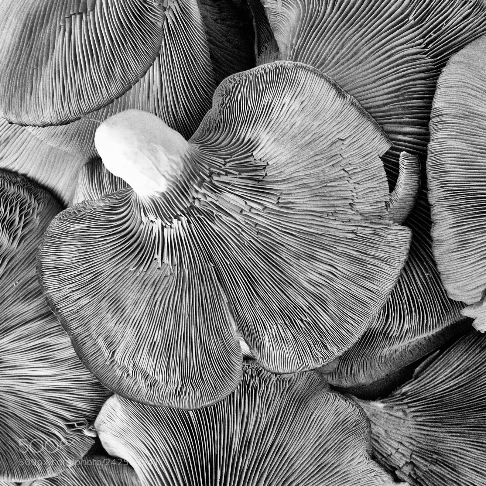 Olympus OM-D E-M10 sample photo. Texture photography
