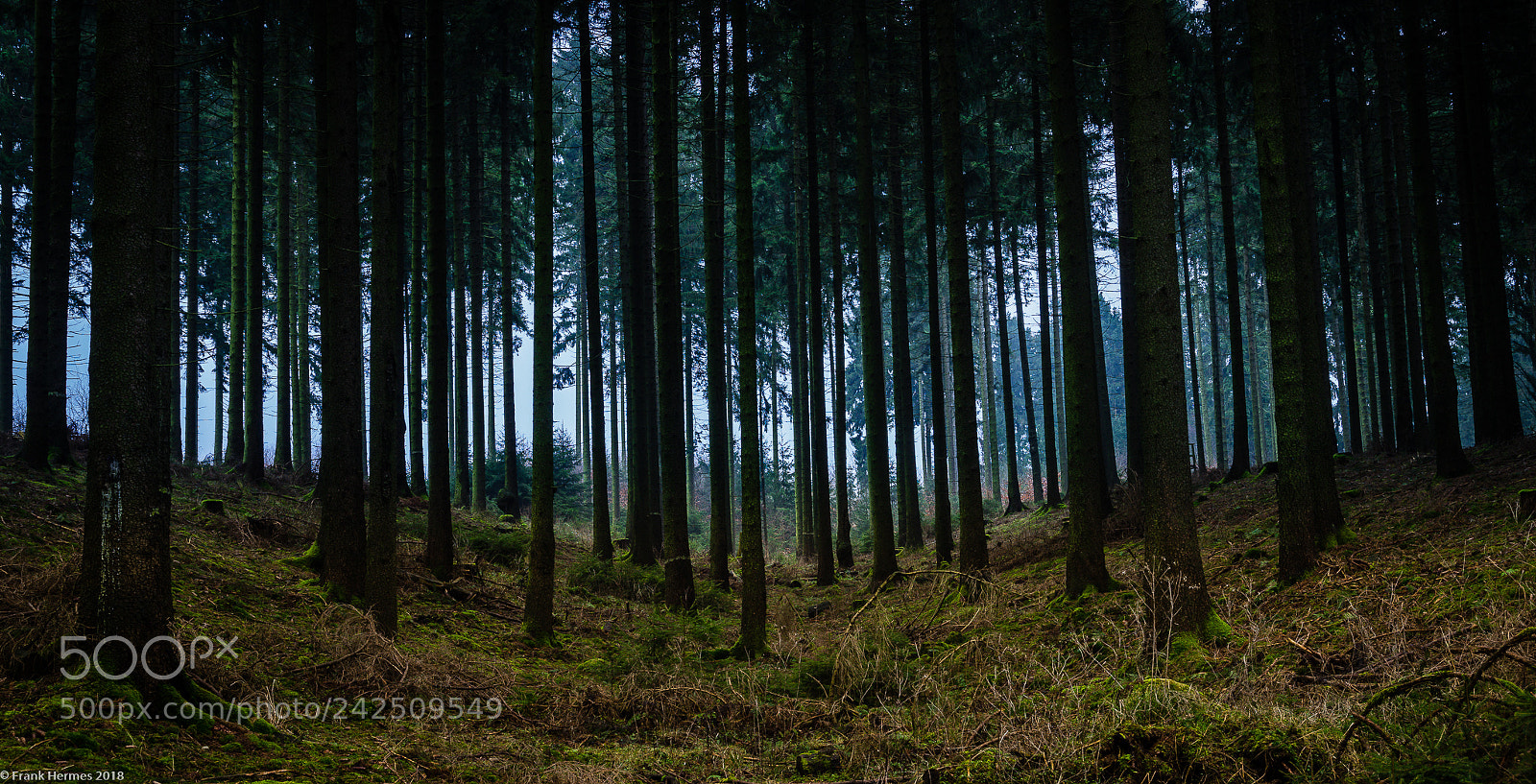 Sony a7 II sample photo. In the woods ii photography