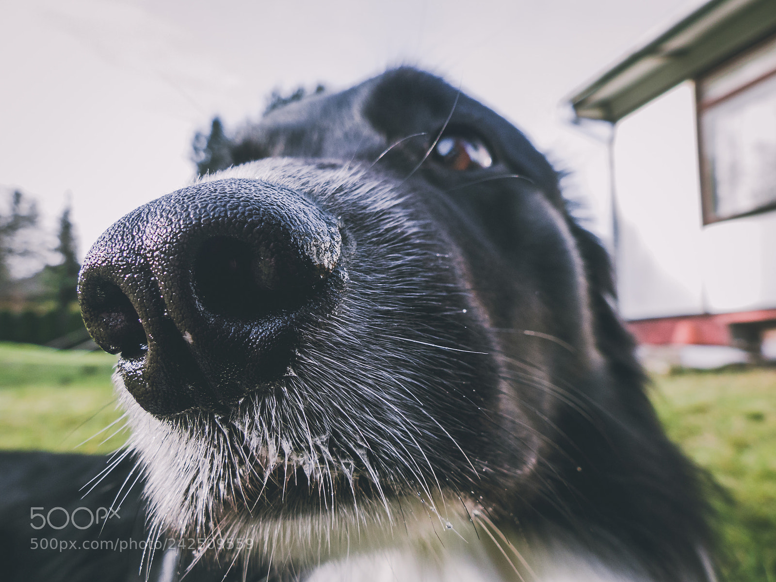 Panasonic Lumix DMC-FZ200 sample photo. Love his nose! photography