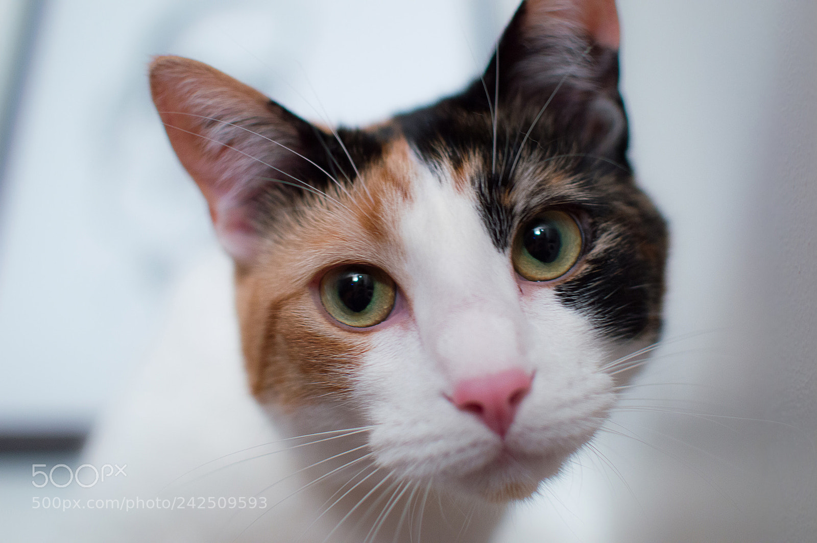 Nikon D3200 sample photo. Zoe photography