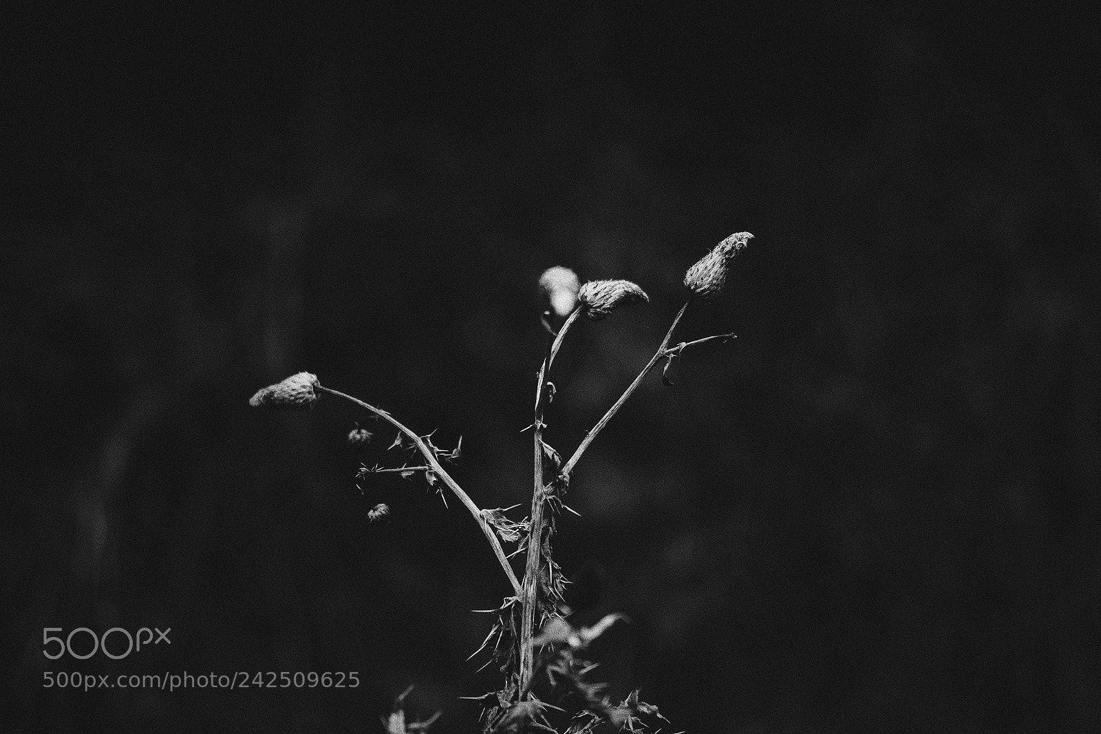 Fujifilm X-T1 sample photo. Winter walk #1 photography