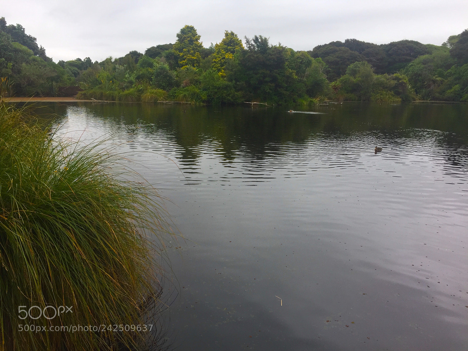 Apple iPhone 6 sample photo. The pond photography