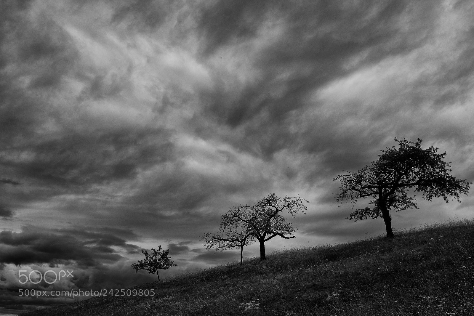 Nikon D7100 sample photo. 3 trees.... photography