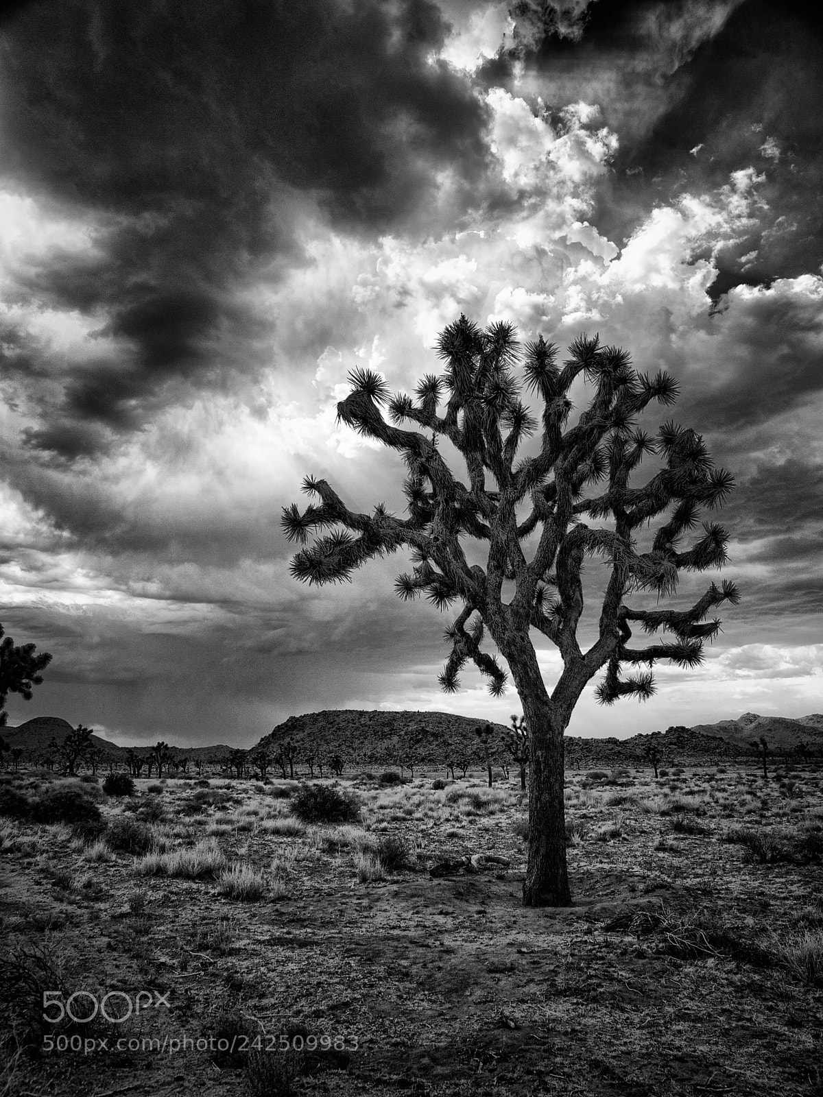 Olympus E-3 sample photo. Joshua tree photography