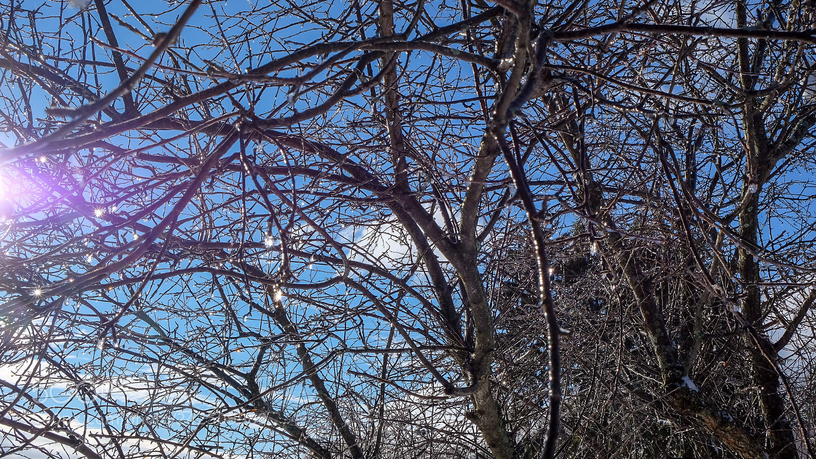 Fujifilm X-T10 sample photo. Icy branches photography