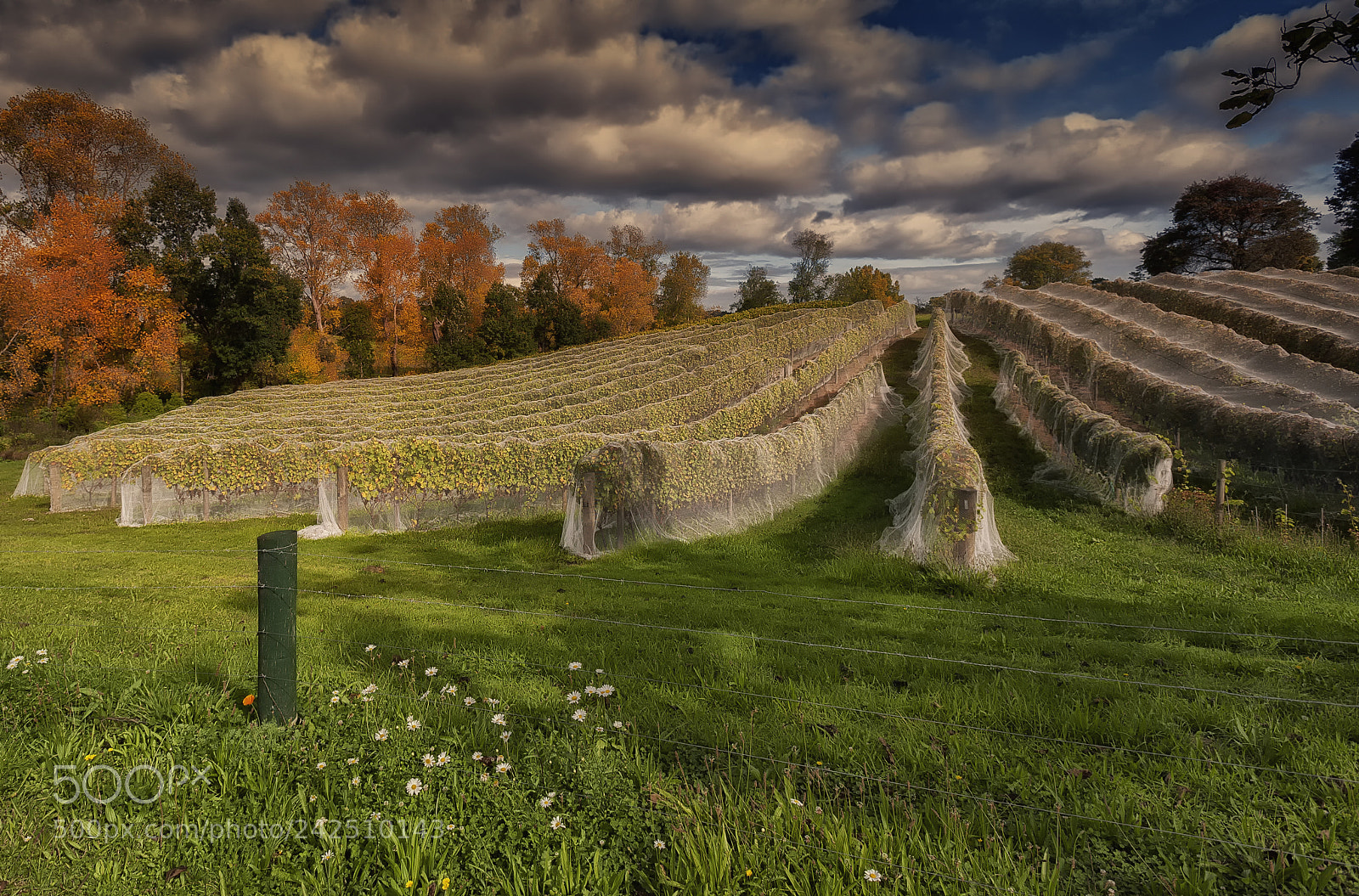 Nikon D700 sample photo. Autumn vineyard, oratia photography