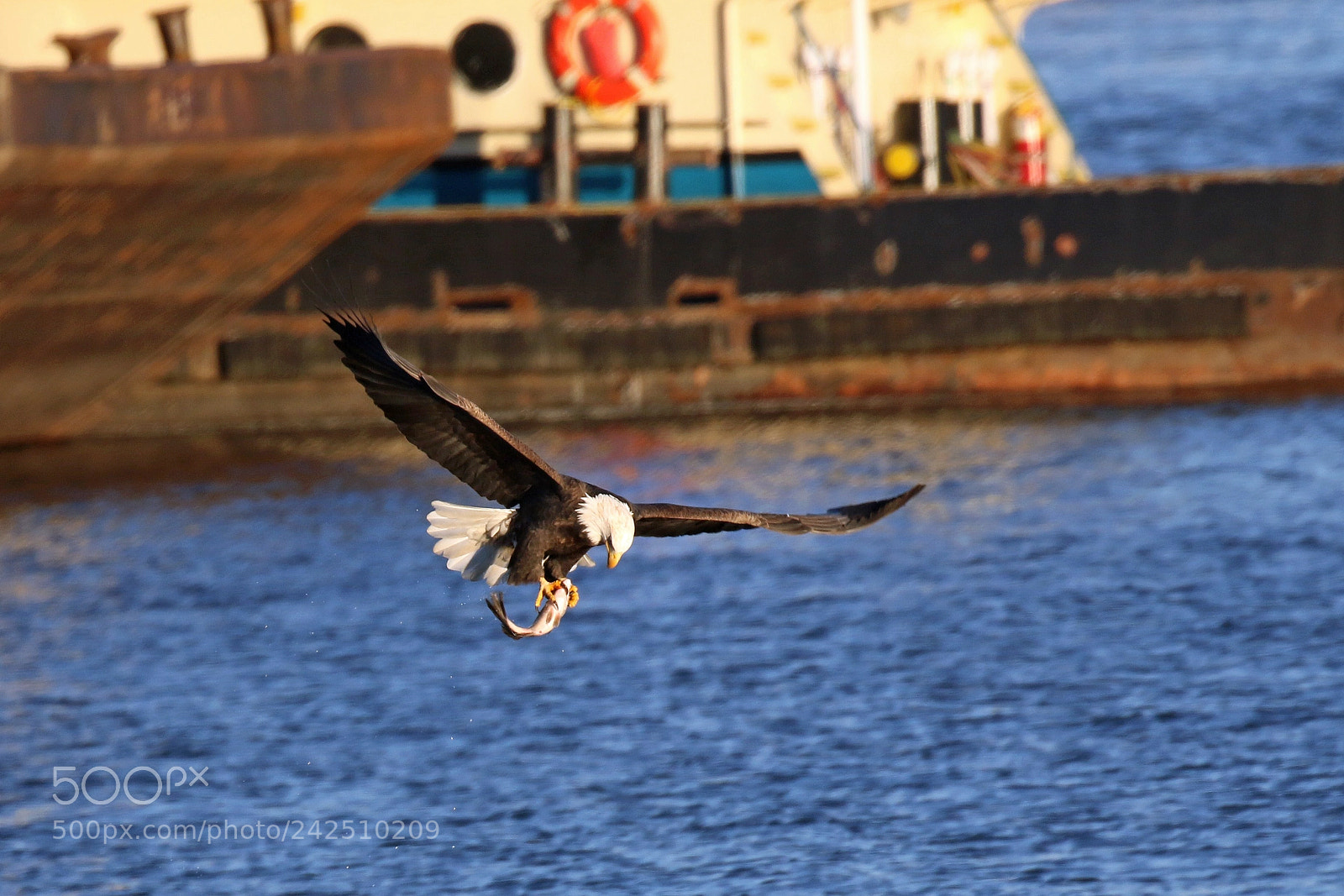 Canon EOS 7D Mark II sample photo. 0j6a4142.1.jpg photography