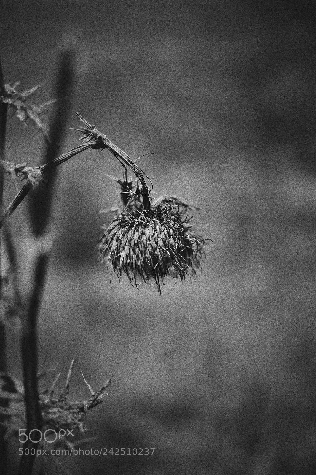 Fujifilm X-T1 sample photo. Winter walks #2 photography