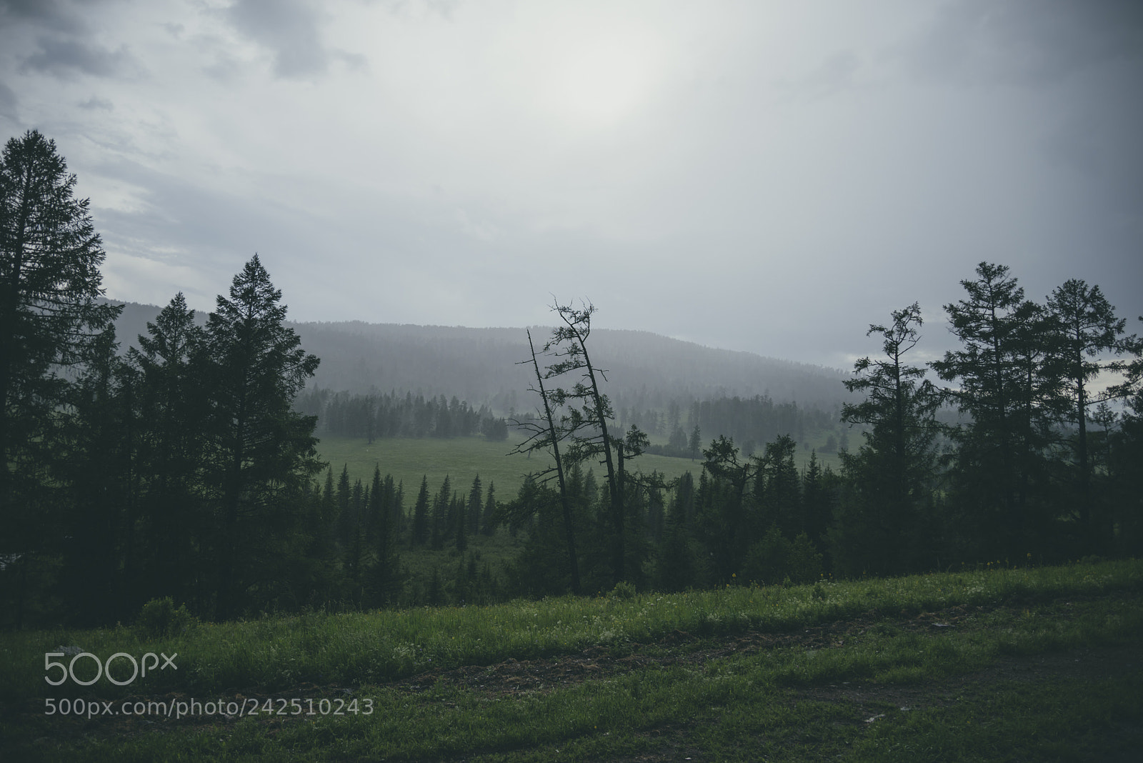 Nikon D610 sample photo. The rain photography