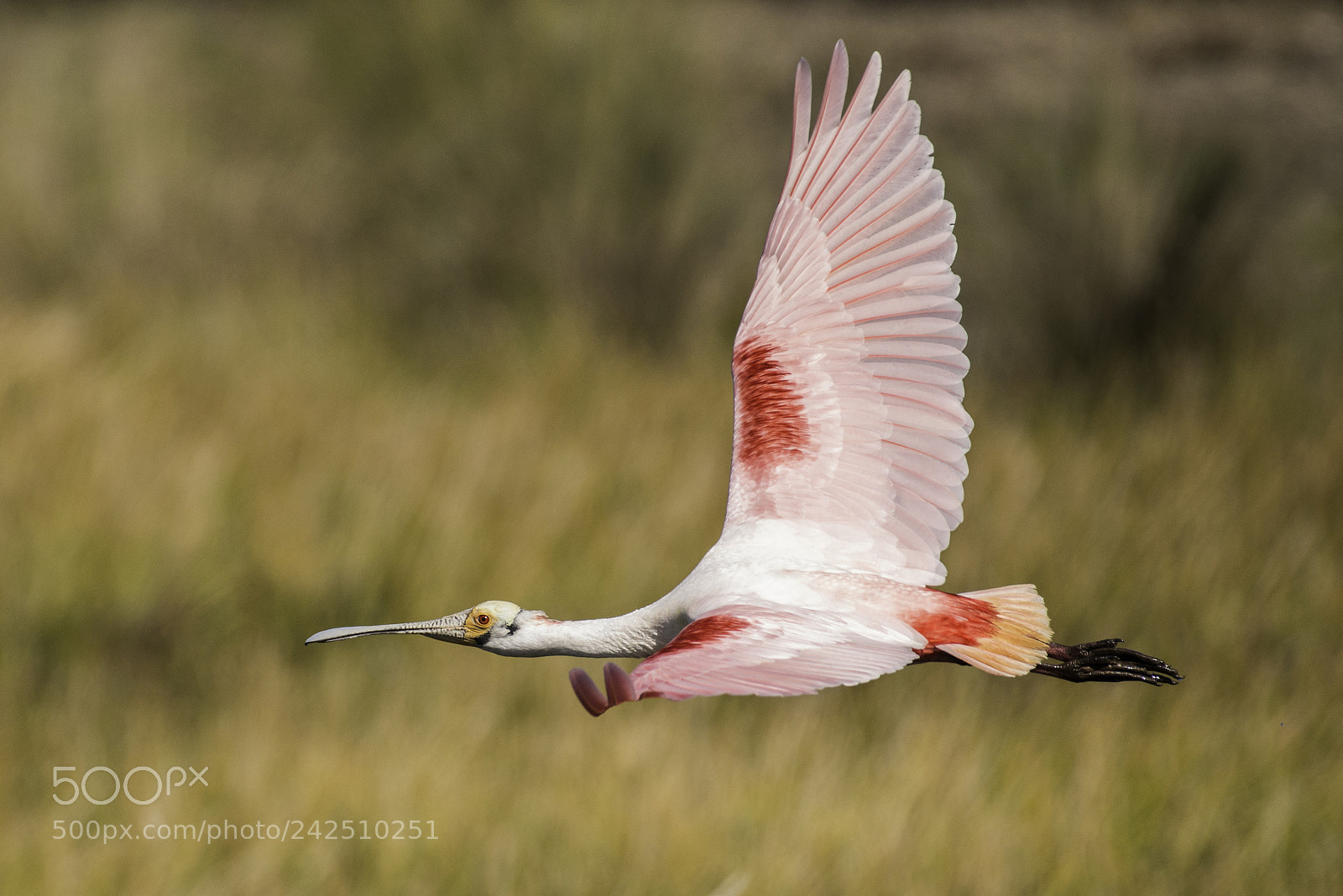 Nikon D800 sample photo. Spoonbill in flight photography