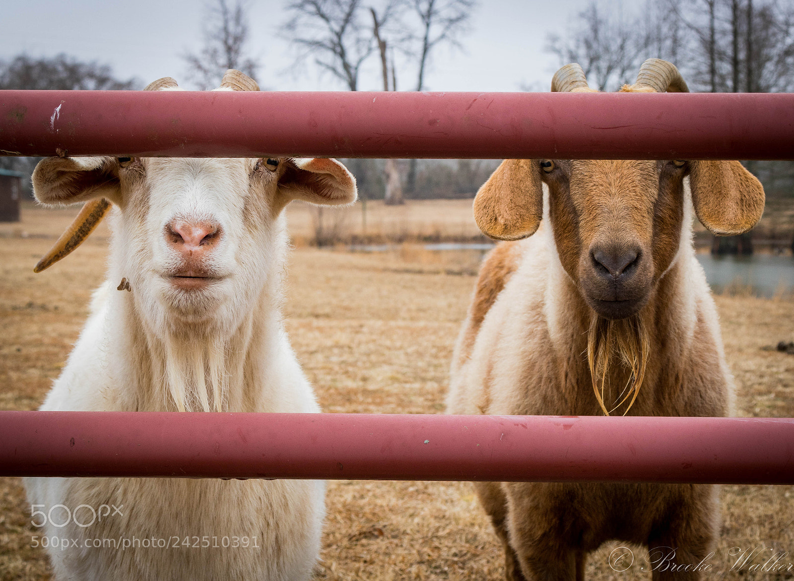 Canon EOS 750D (EOS Rebel T6i / EOS Kiss X8i) sample photo. Animal farm photography