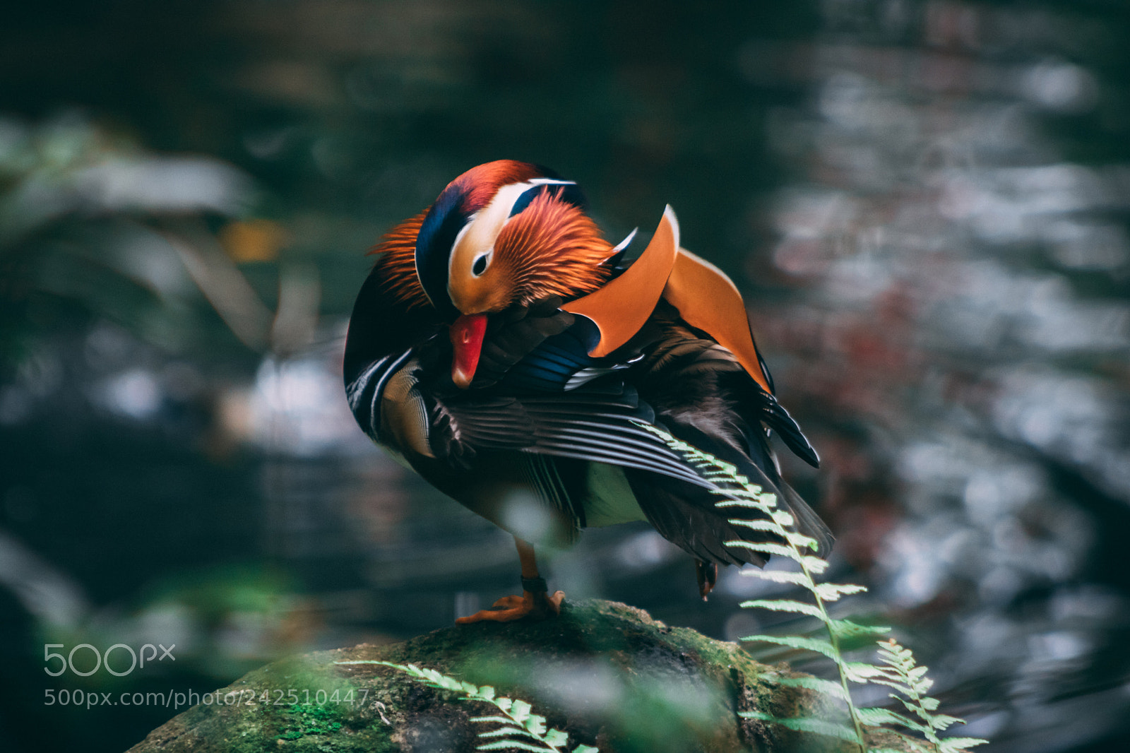 Canon EOS 750D (EOS Rebel T6i / EOS Kiss X8i) sample photo. Mandarin duck photography