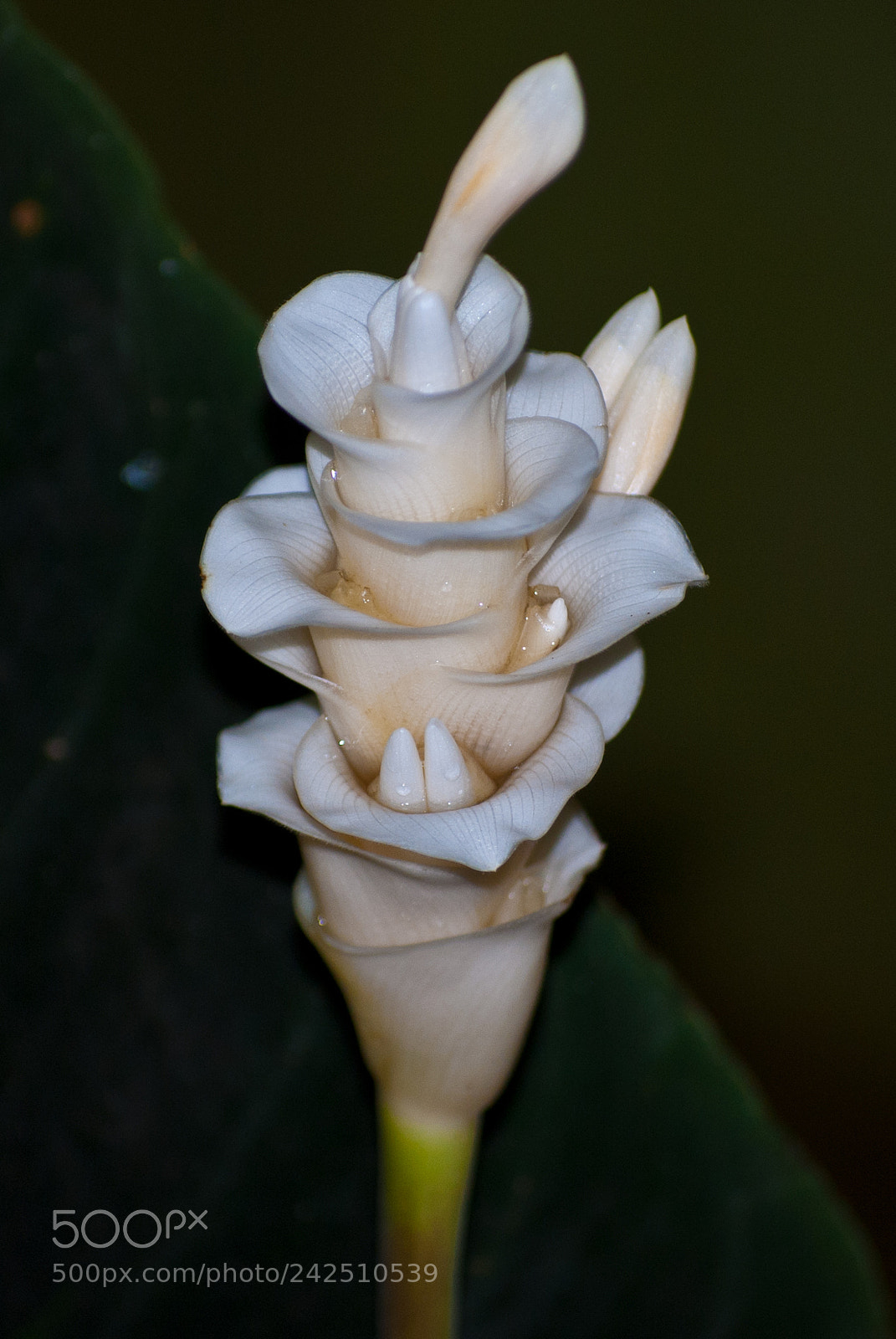 Nikon D60 sample photo. Flower photography