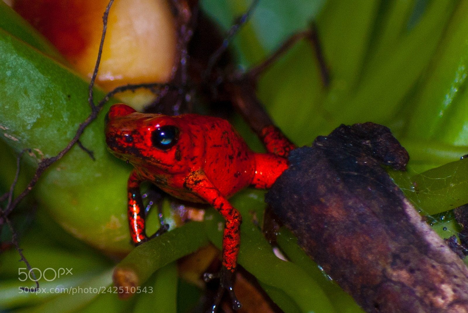 Nikon D60 sample photo. Red frog photography