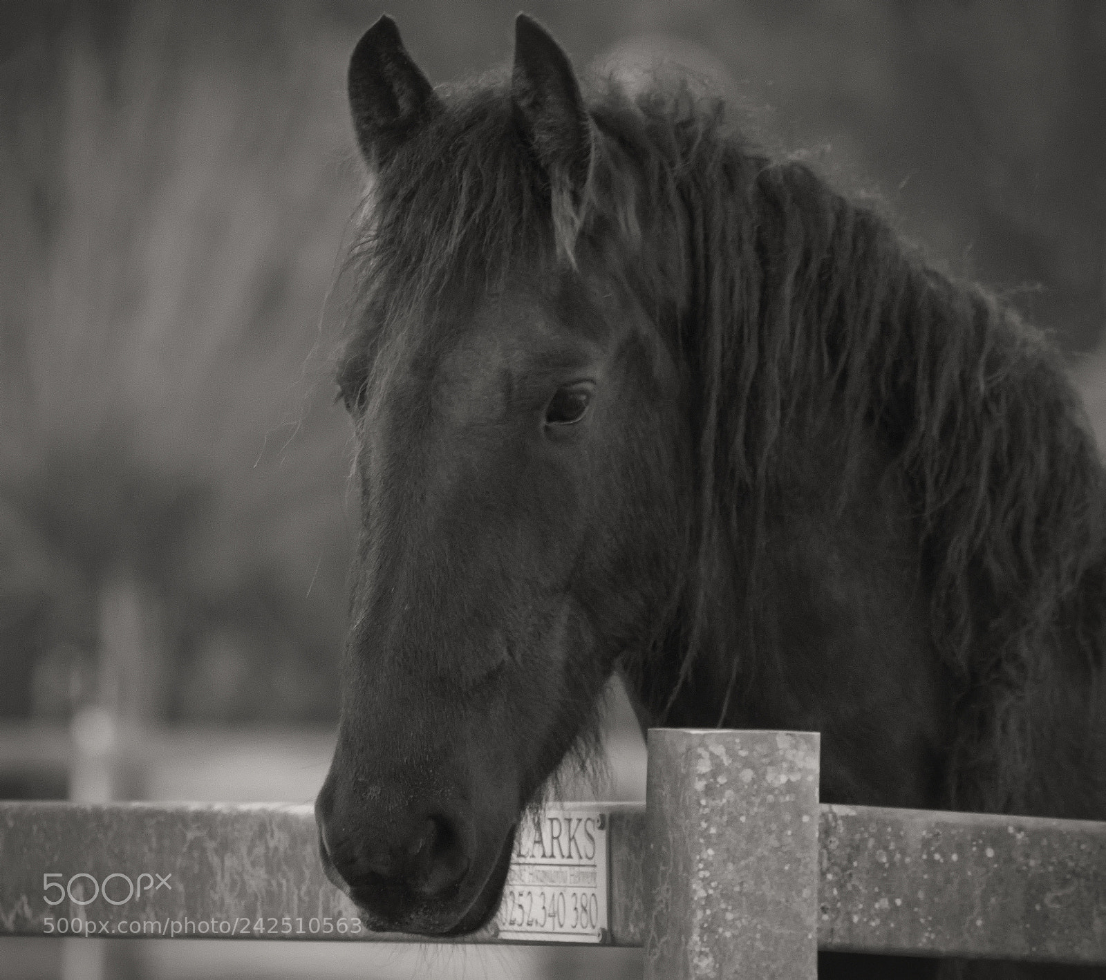 Nikon D7200 sample photo. Black beauty photography