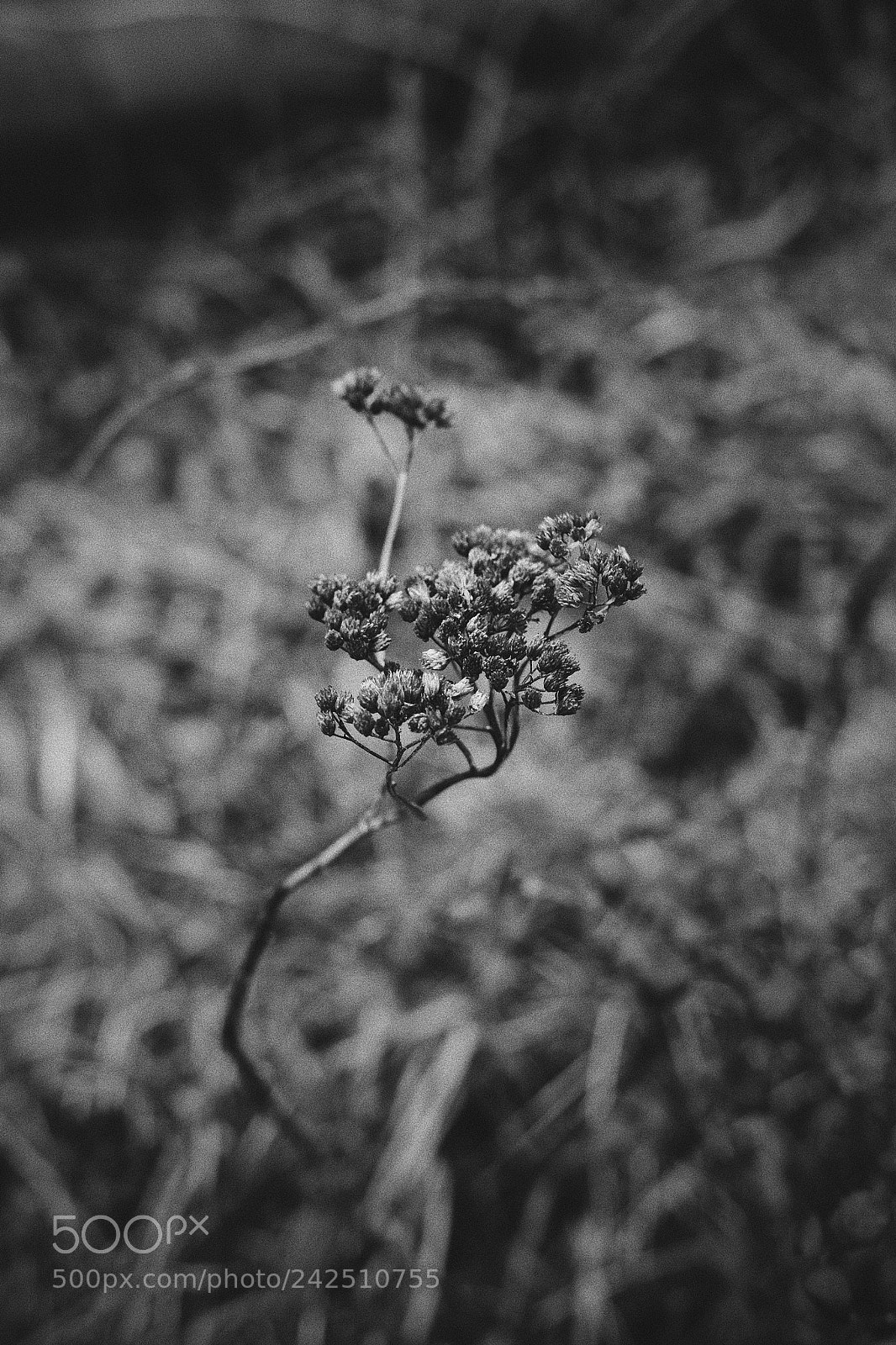 Fujifilm X-T1 sample photo. Winter walks #3 photography