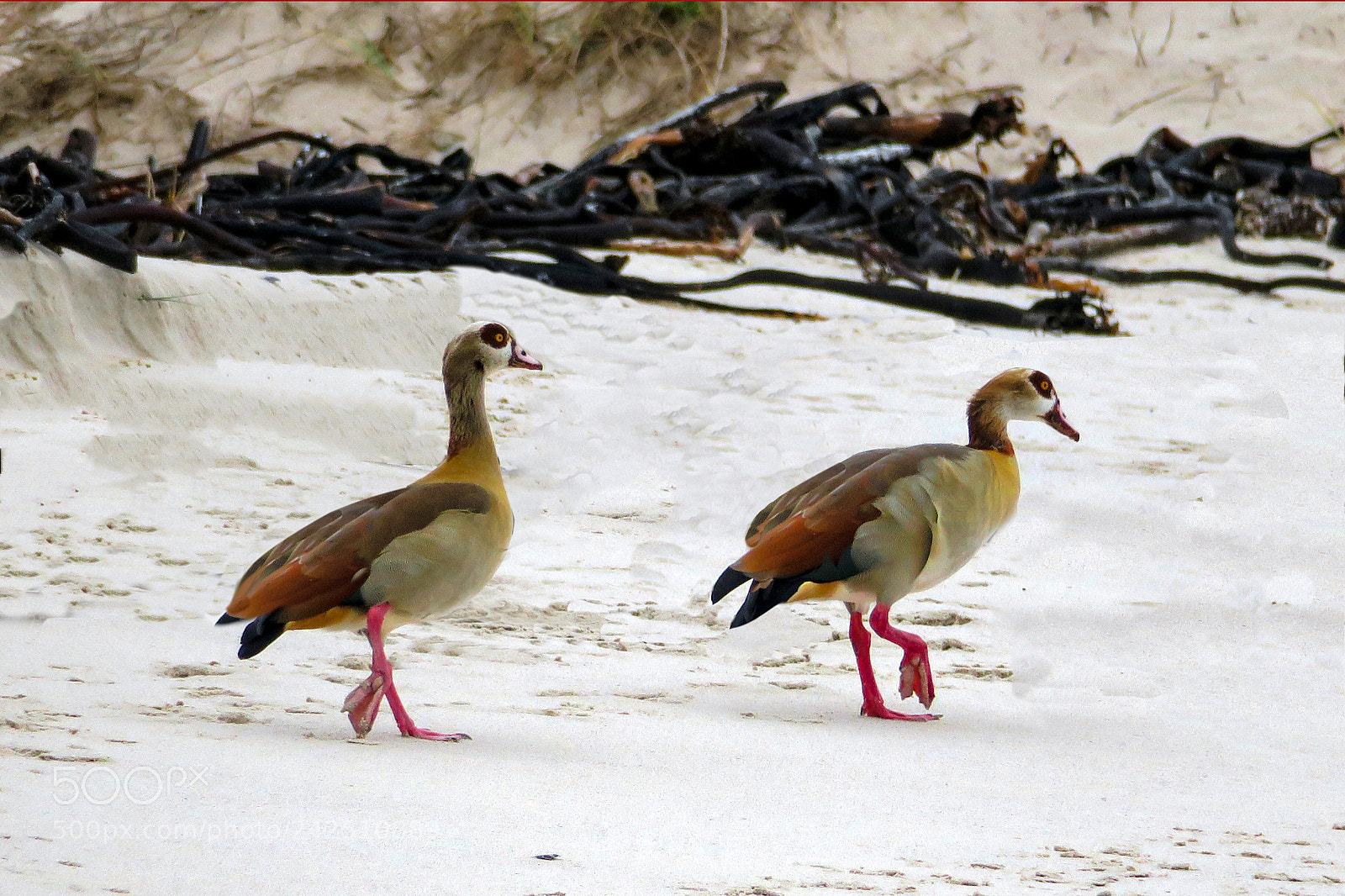 Canon PowerShot G3 X sample photo. Egyptian geese photography