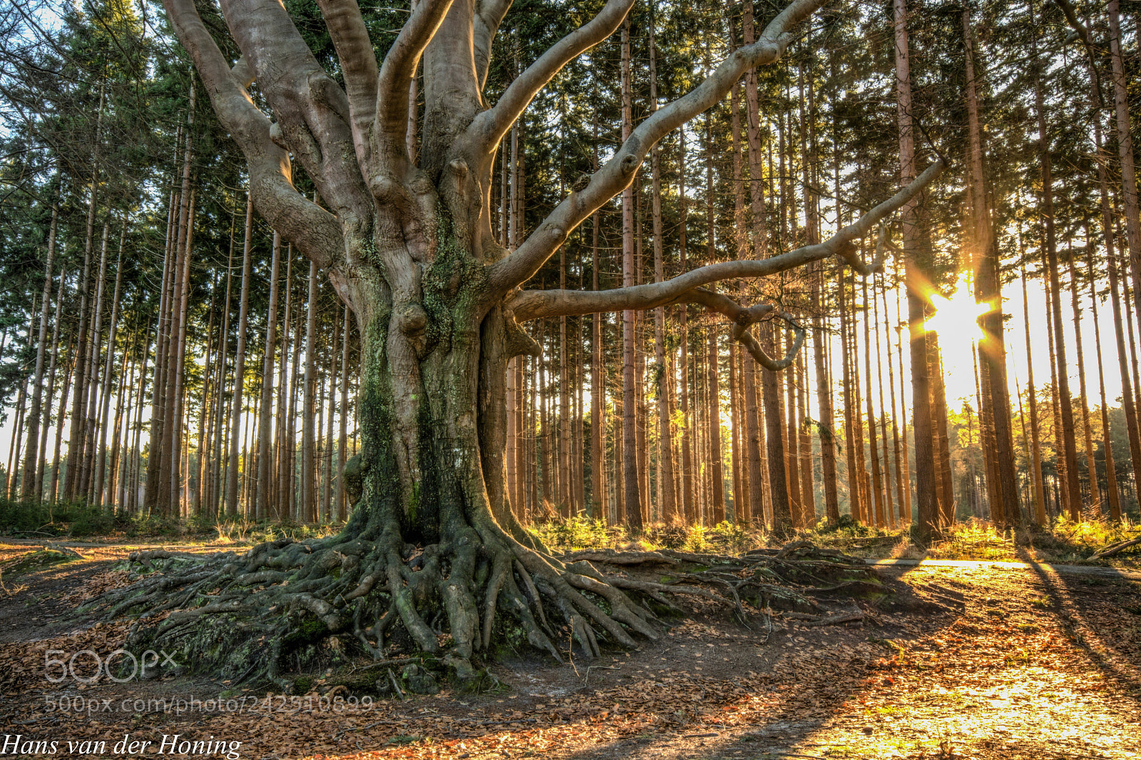 Nikon D7100 sample photo. Bakkeveen, magic beech at photography
