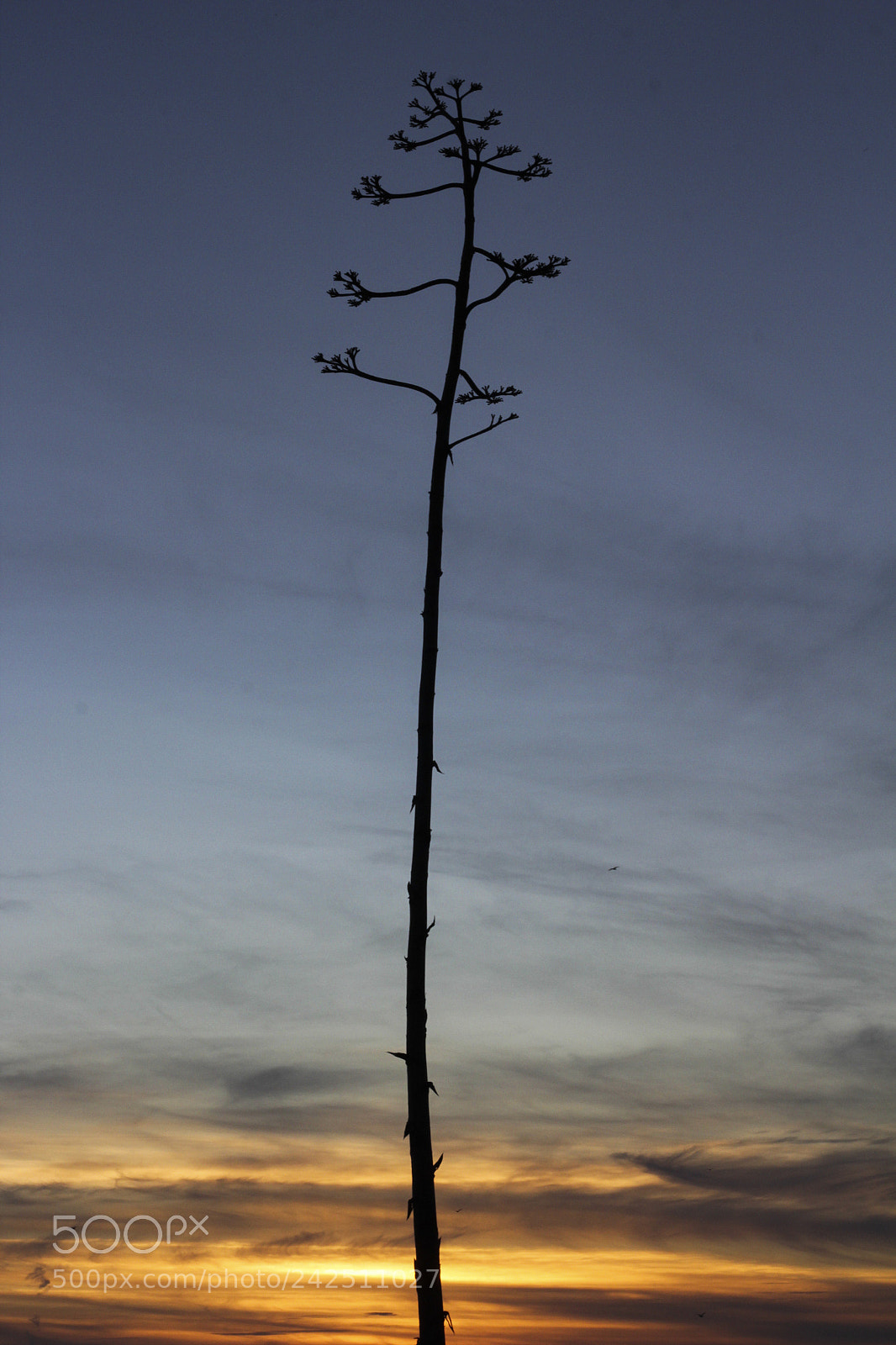 Canon EOS 60D sample photo. Grow photography