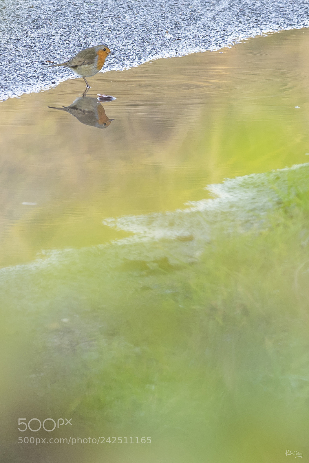 Olympus OM-D E-M1 sample photo. Double robin photography