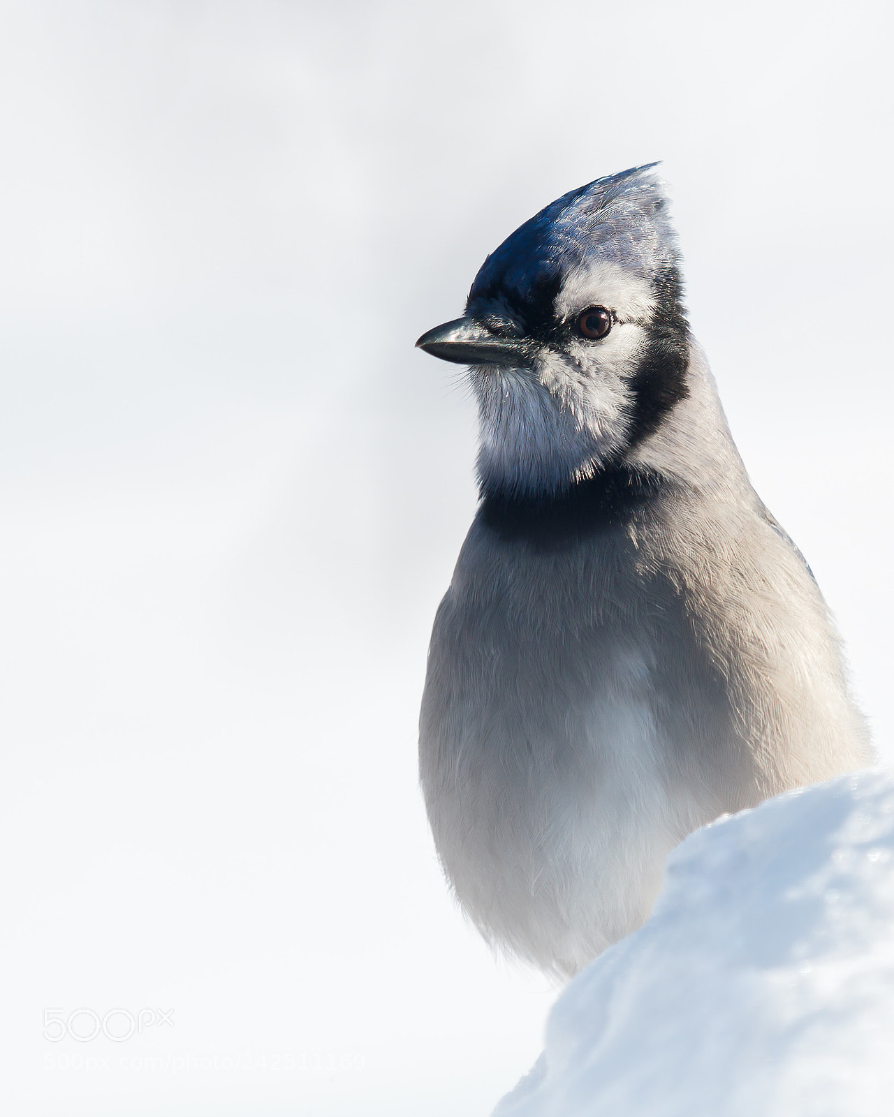 Canon EOS 7D Mark II sample photo. Winter blue jay portrait photography